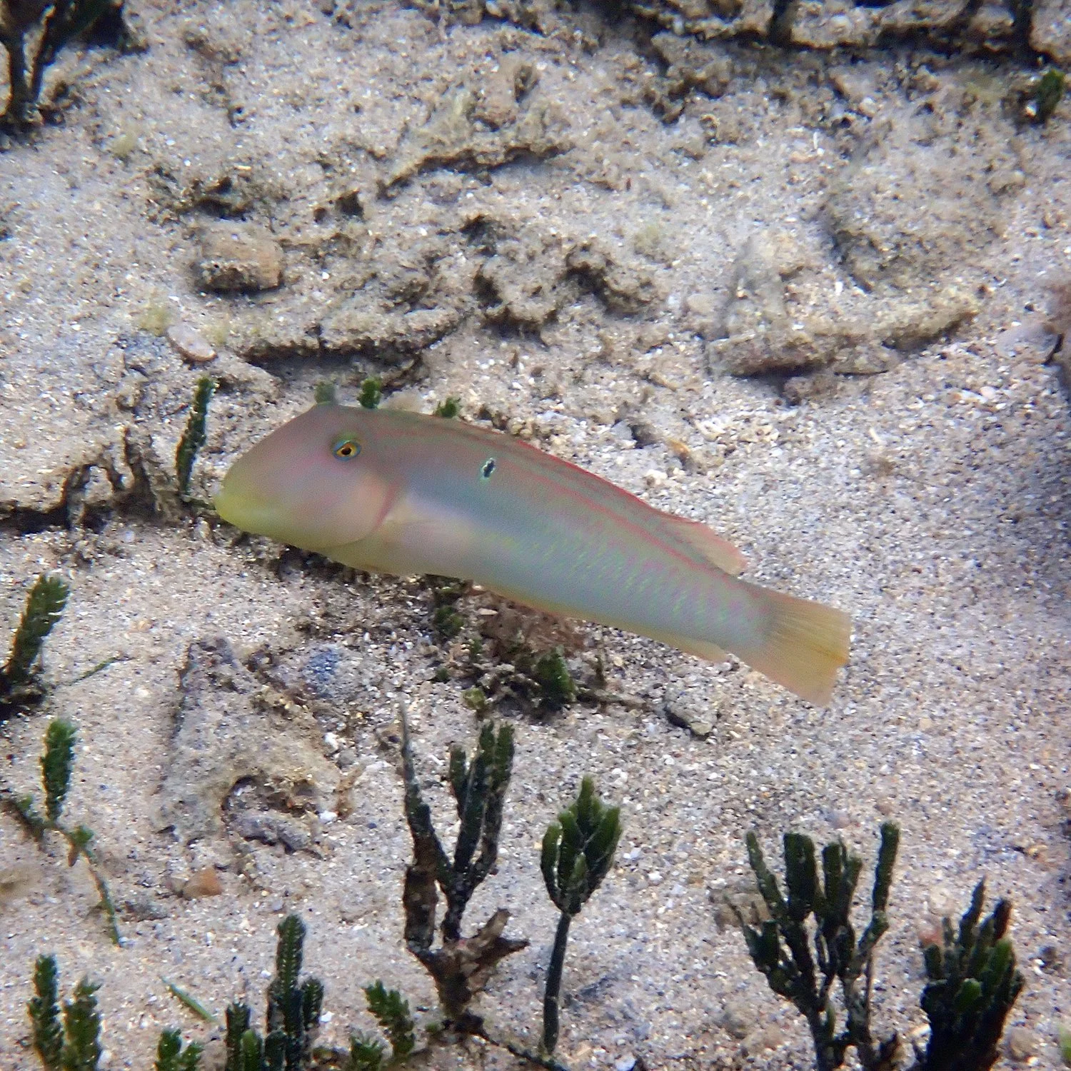 Knife wrasse - Cymolutes praetextatus
