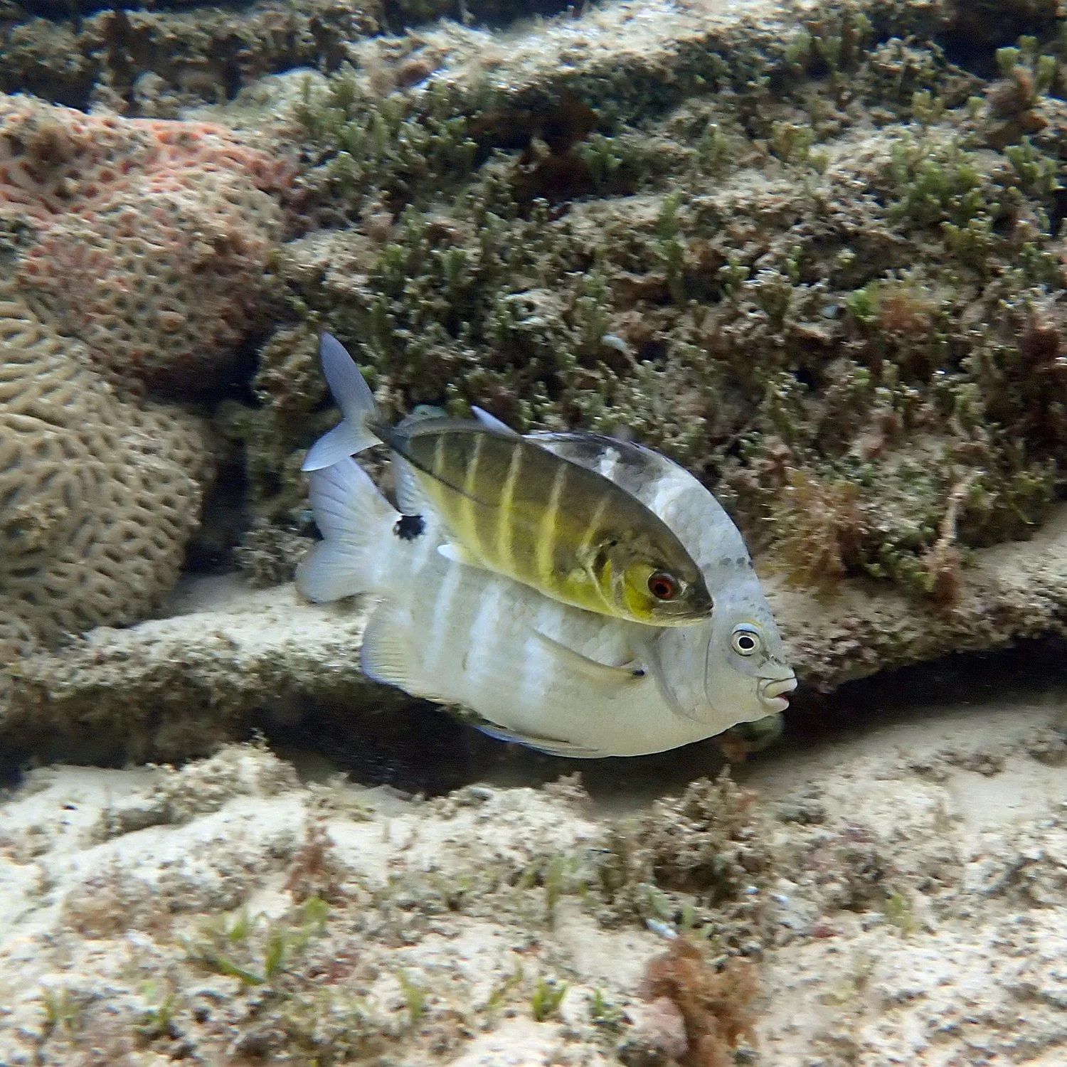Blackspot sergeant - Abudefduf sordidus