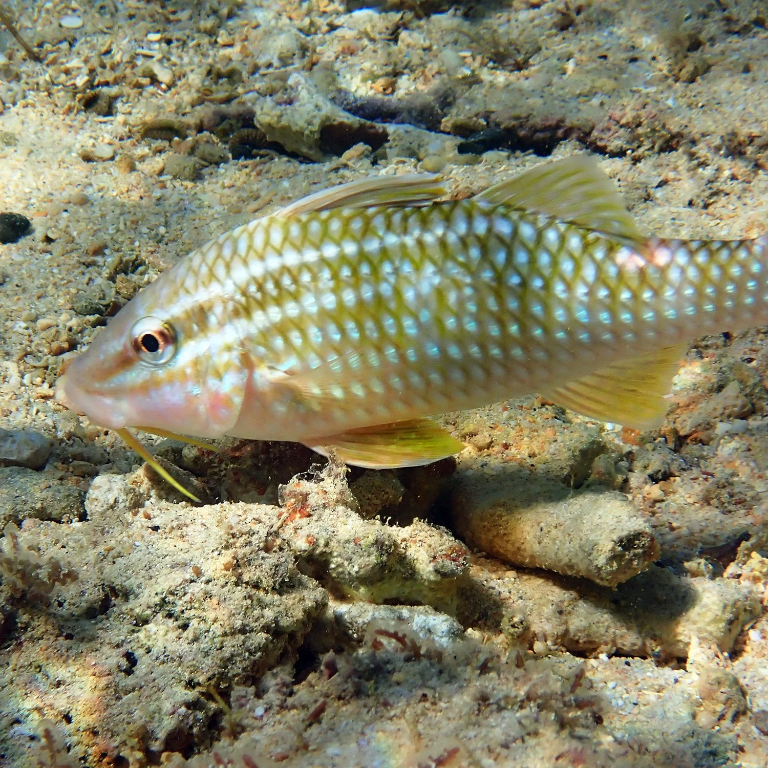 Cardinal goatfish - Parupeneus ciliatus