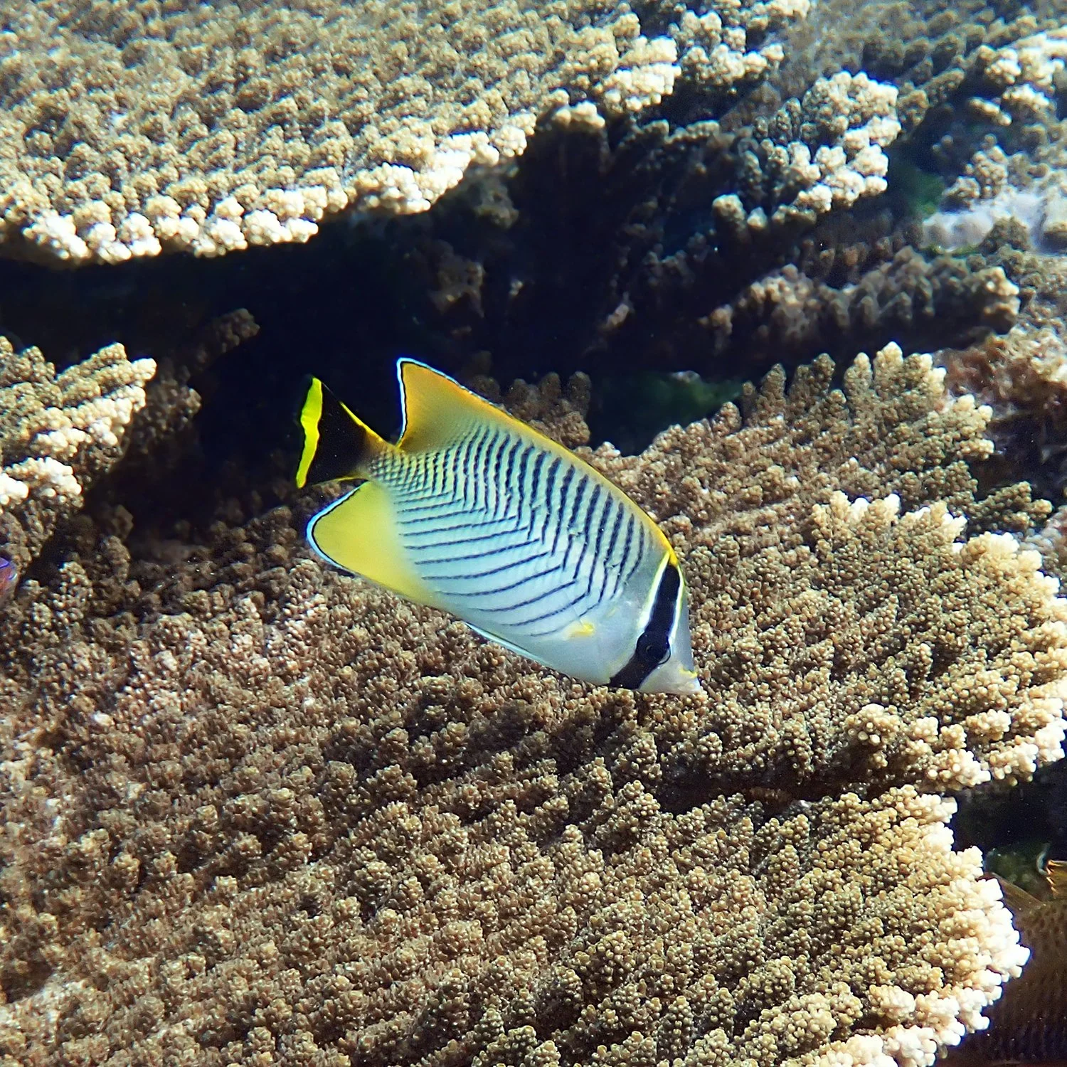Chevron butterflyfish - Chaetodon trifascialis