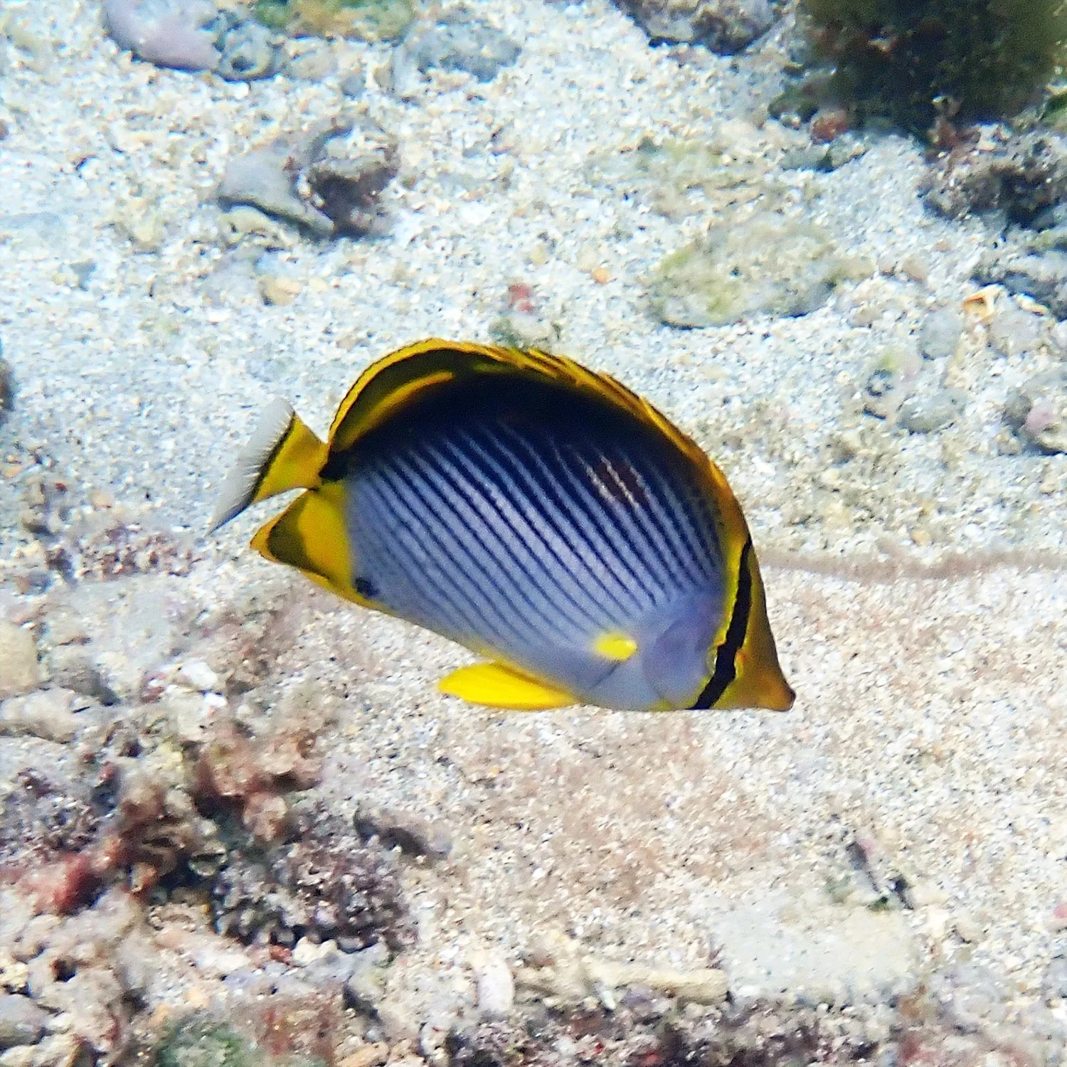 Blackback butterflyfish - Chaetodon melannotus