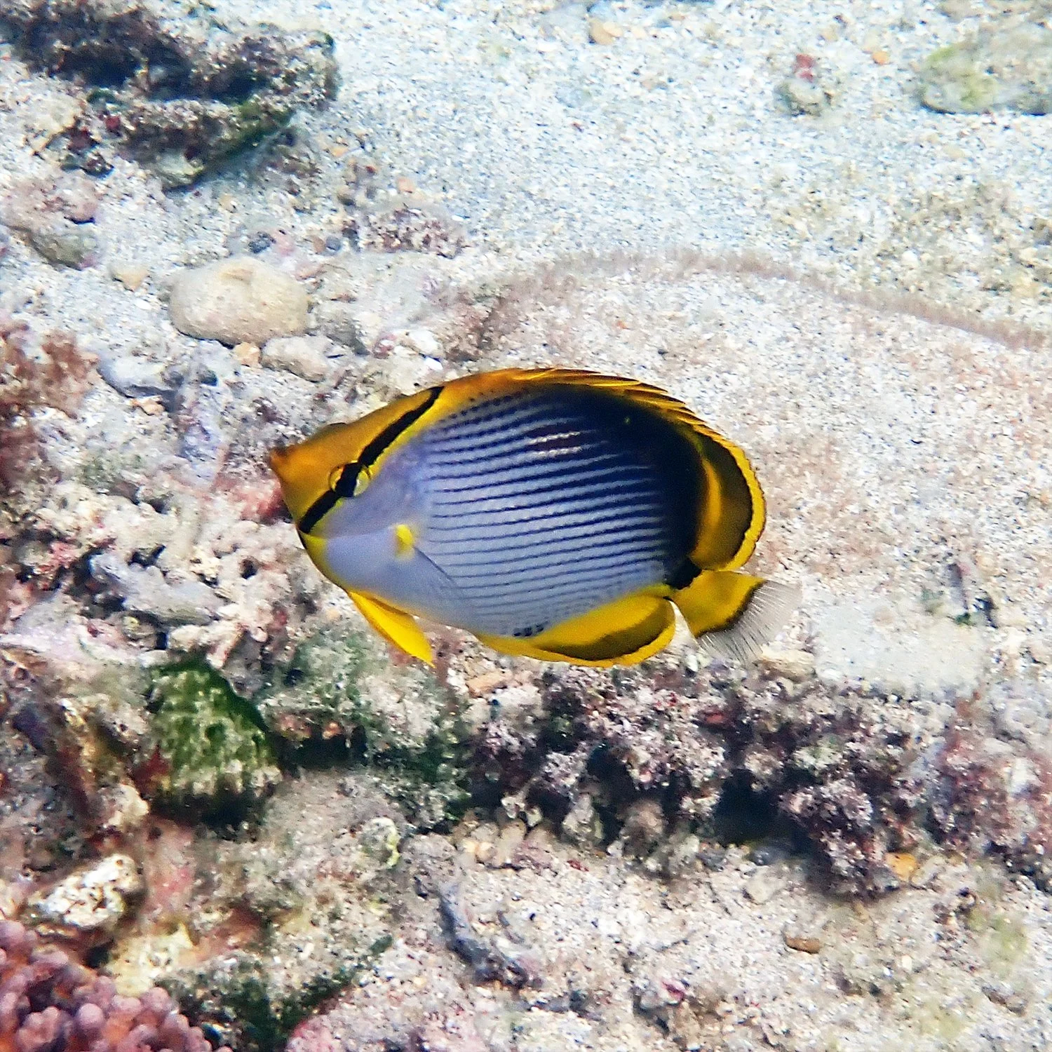 Blackback butterflyfish - Chaetodon melannotus