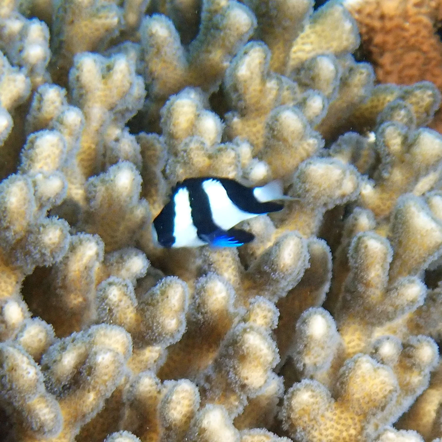 Humbug dascyllus - Dascyllus aruanus
