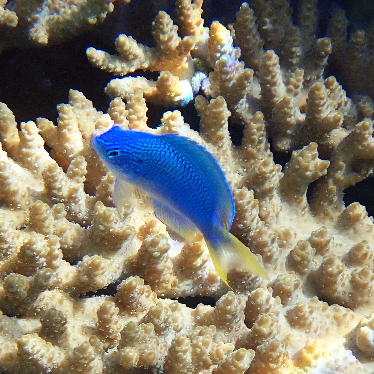 Peacock damsel - Pomacentrus pavo