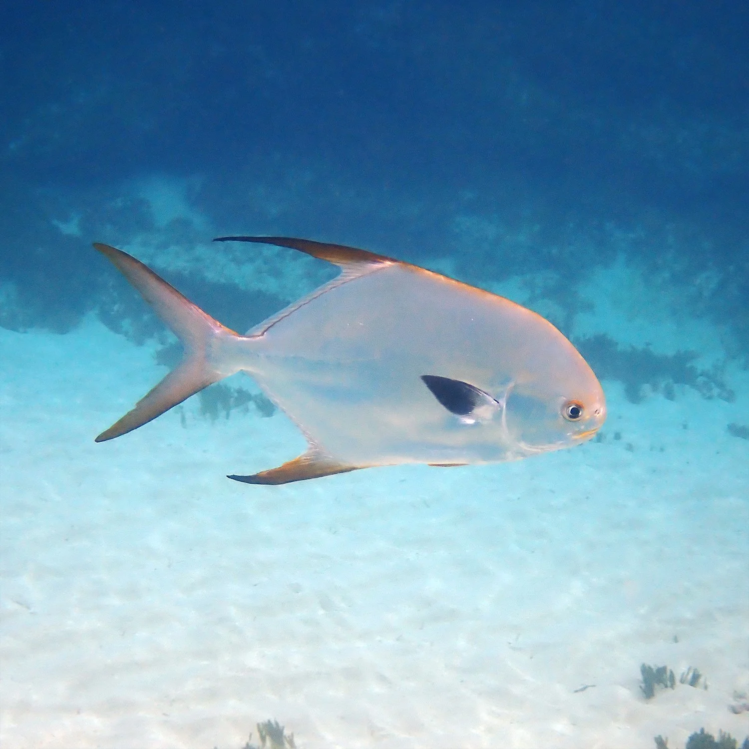 Snubnose dart - Trachinotus blochii