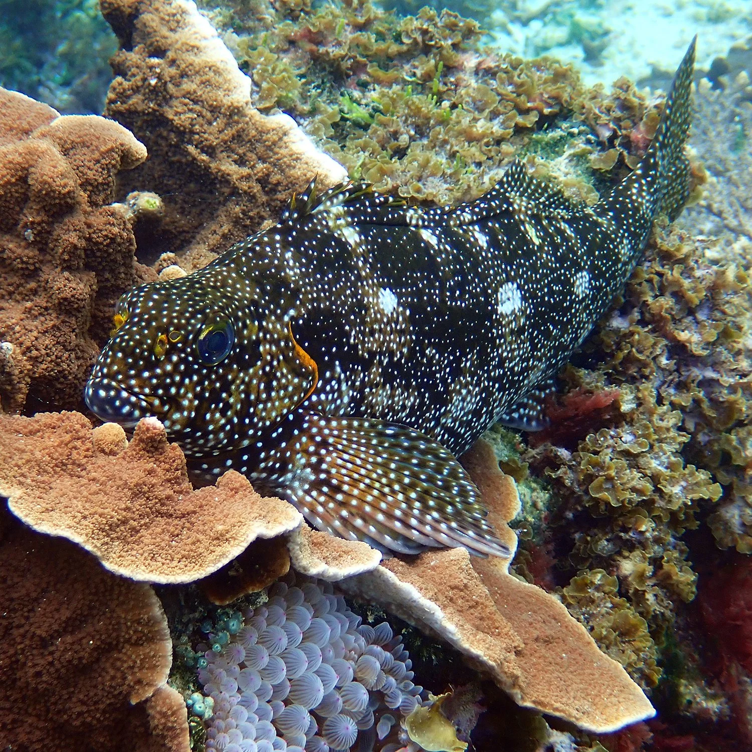 Snubnose dart - Trachinotus blochii