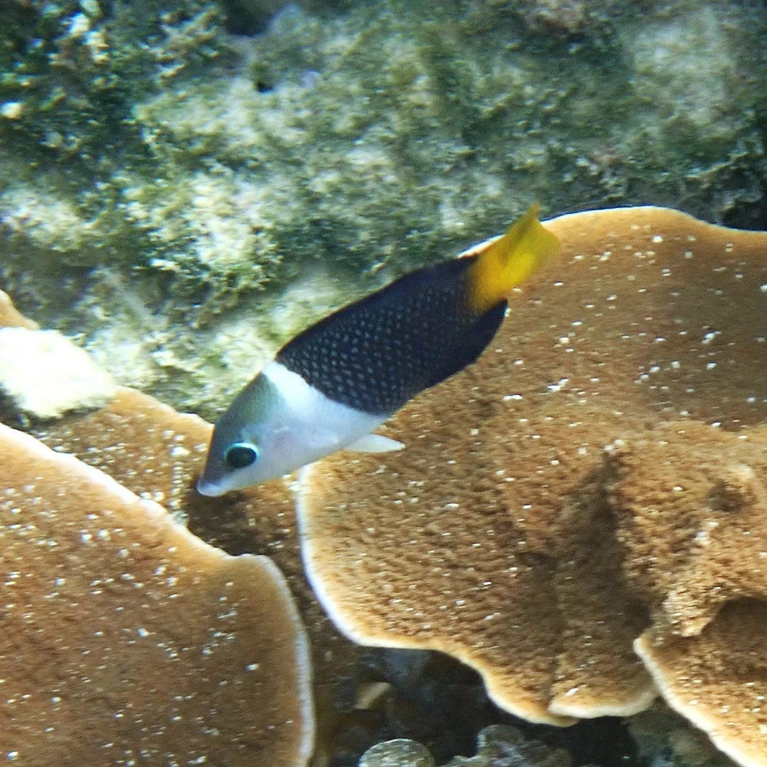 Blackeye wrasse - Hemigymnus melapterus