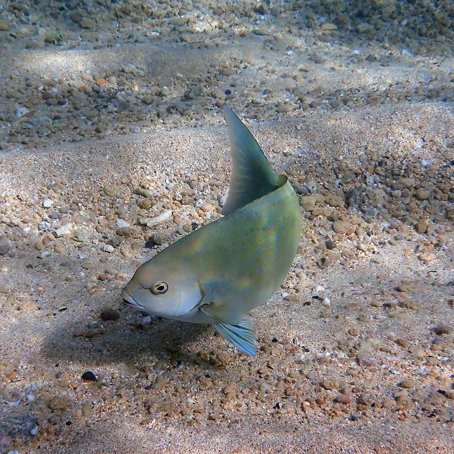 Blue drummer - Girella cyanea