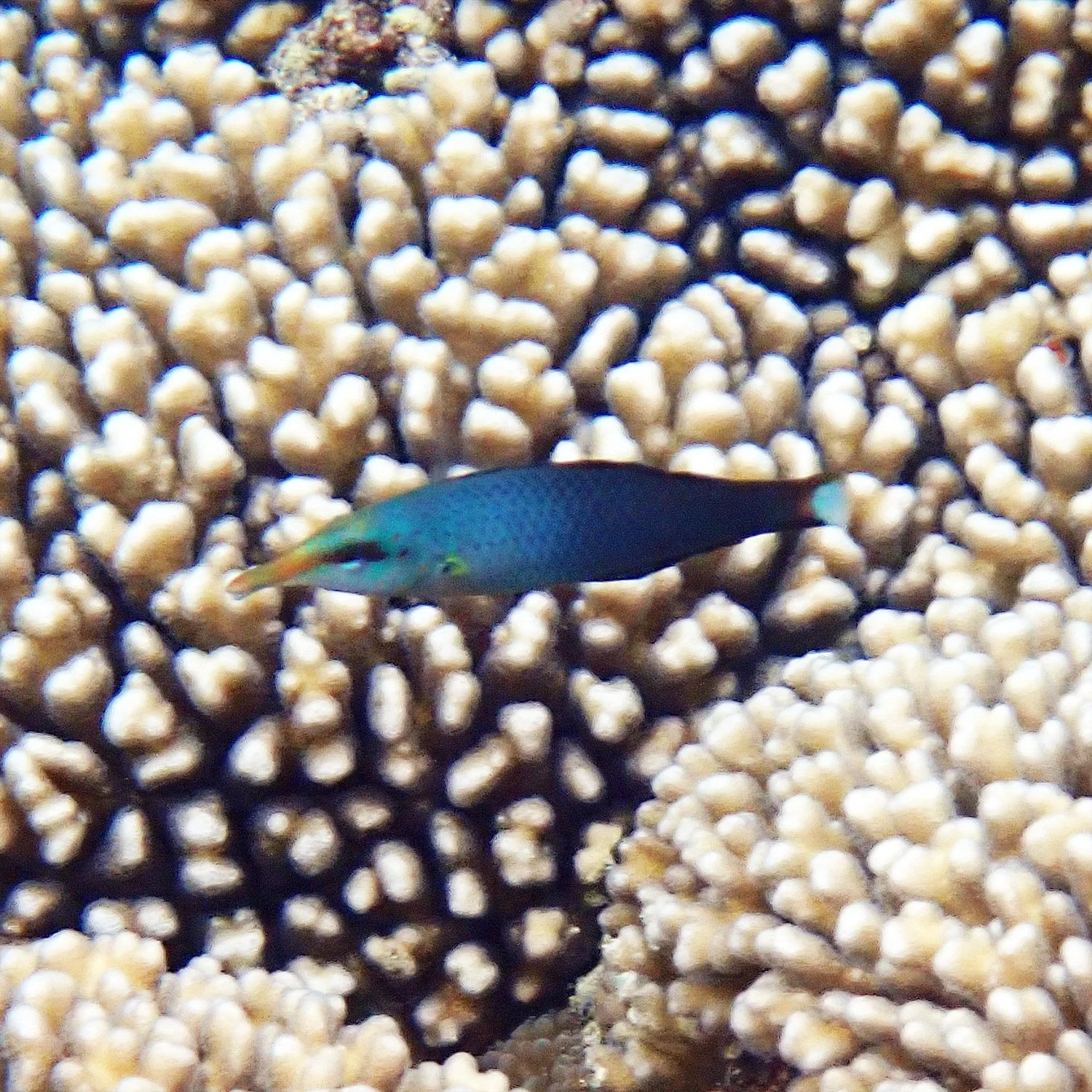 Bird-nose wrasse - Gomphosus varius