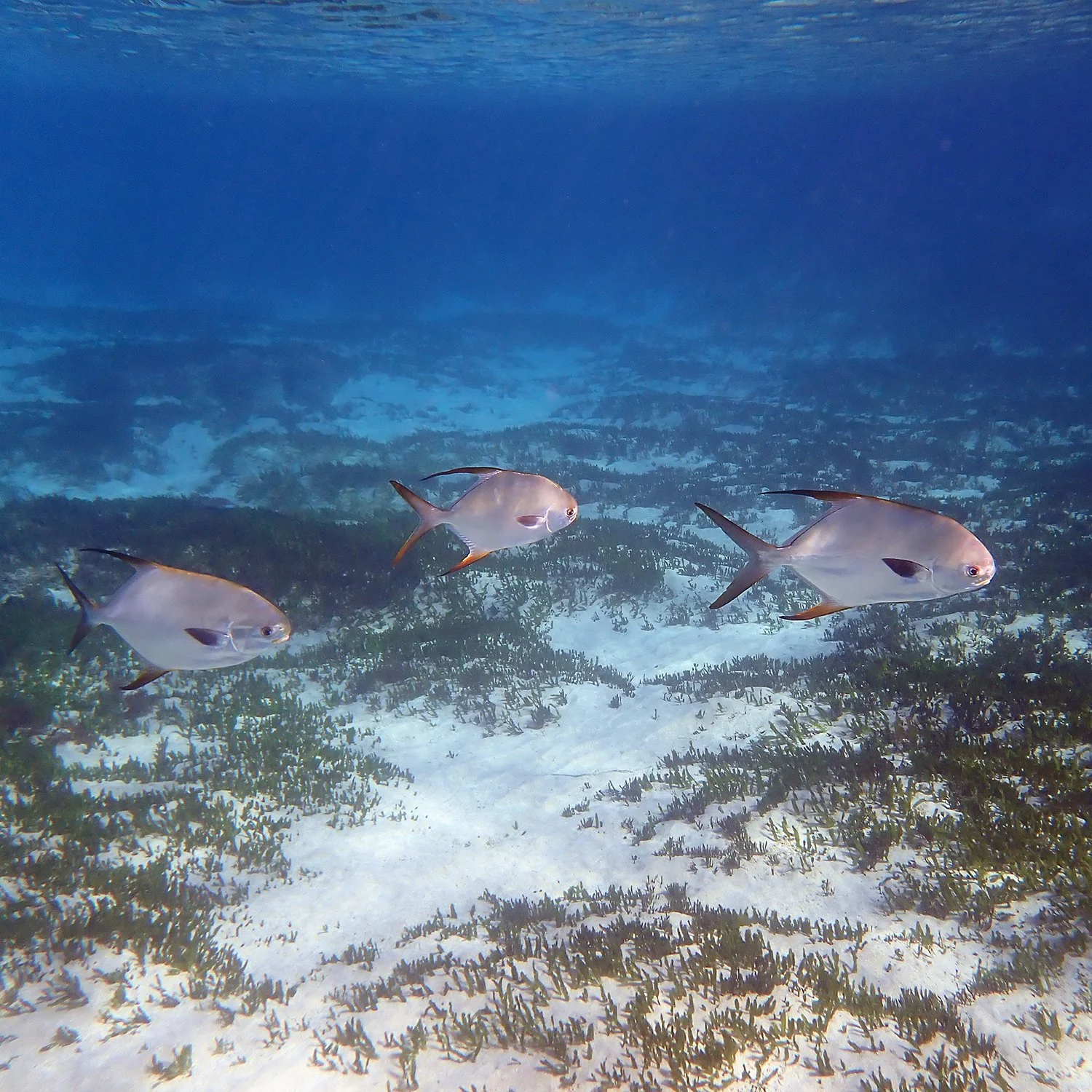 Snubnose dart - Trachinotus blochii