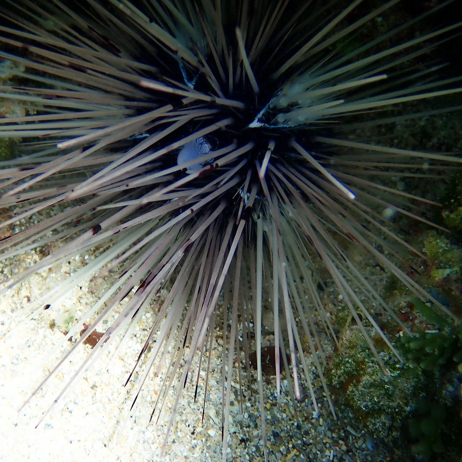 Diadema savignyi
