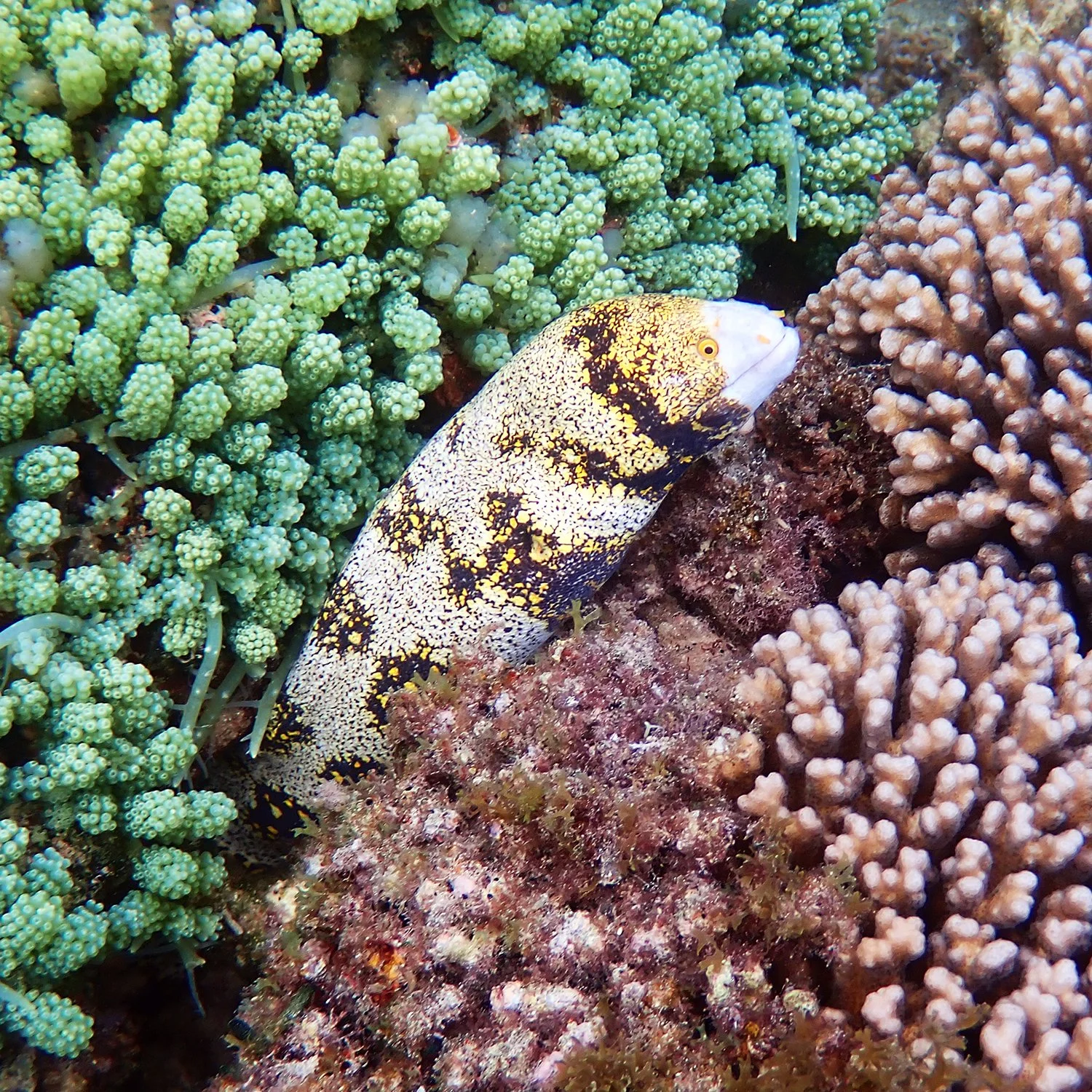 Snowflake moray - Echidna nebulosa