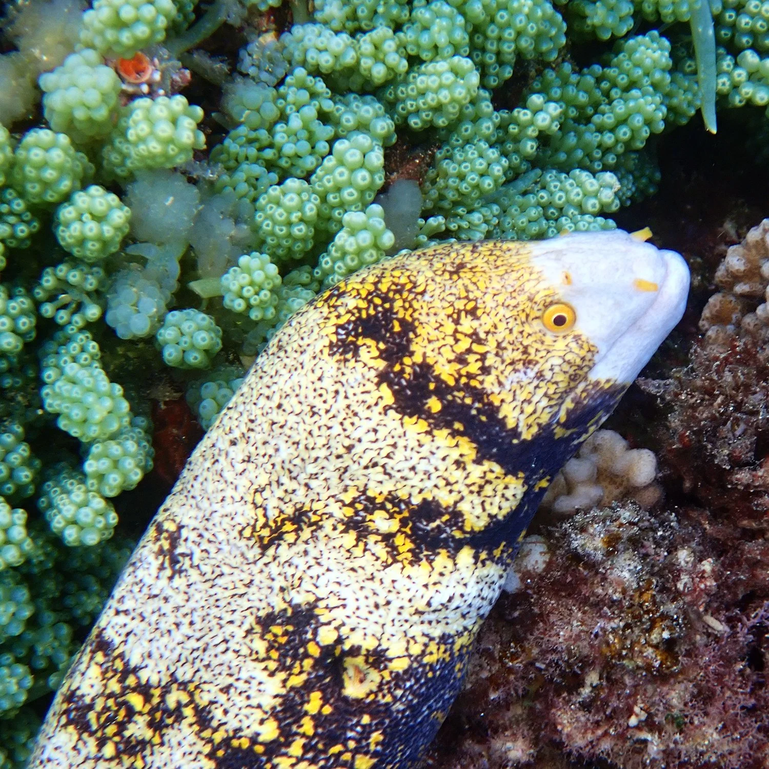 Snowflake moray - Echidna nebulosa