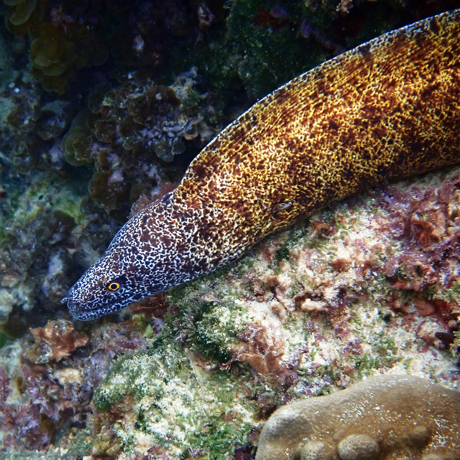 Lord Howe moray - Gymnothorax annasona