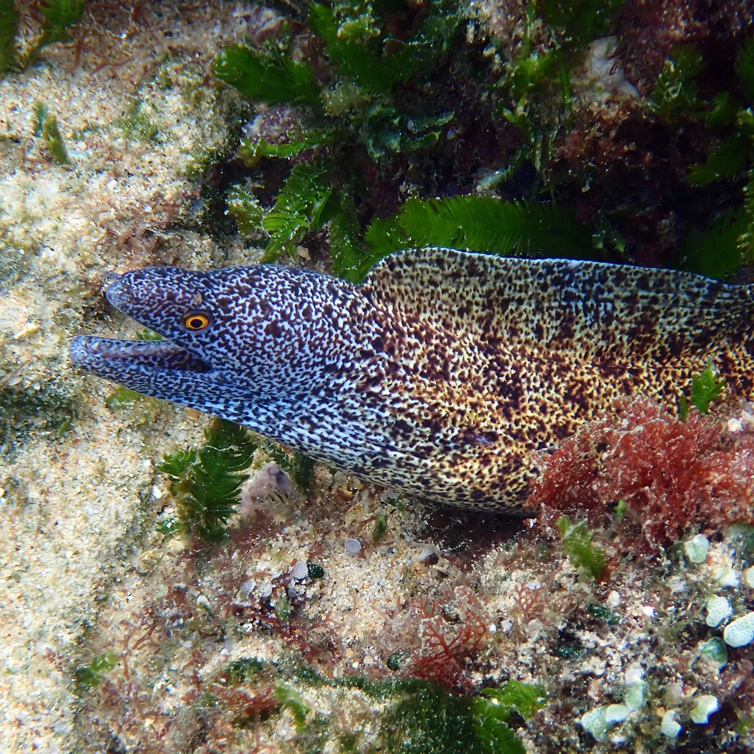 Lord Howe moray - Gymnothorax annasona