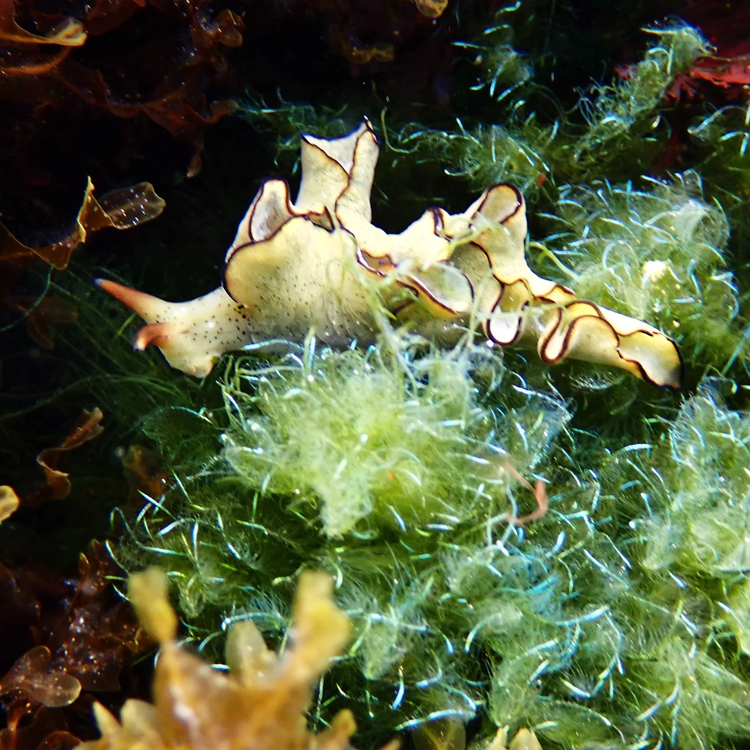 Elysia sp.