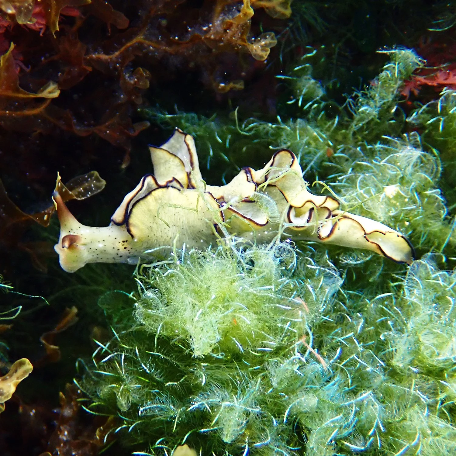 Elysia sp.