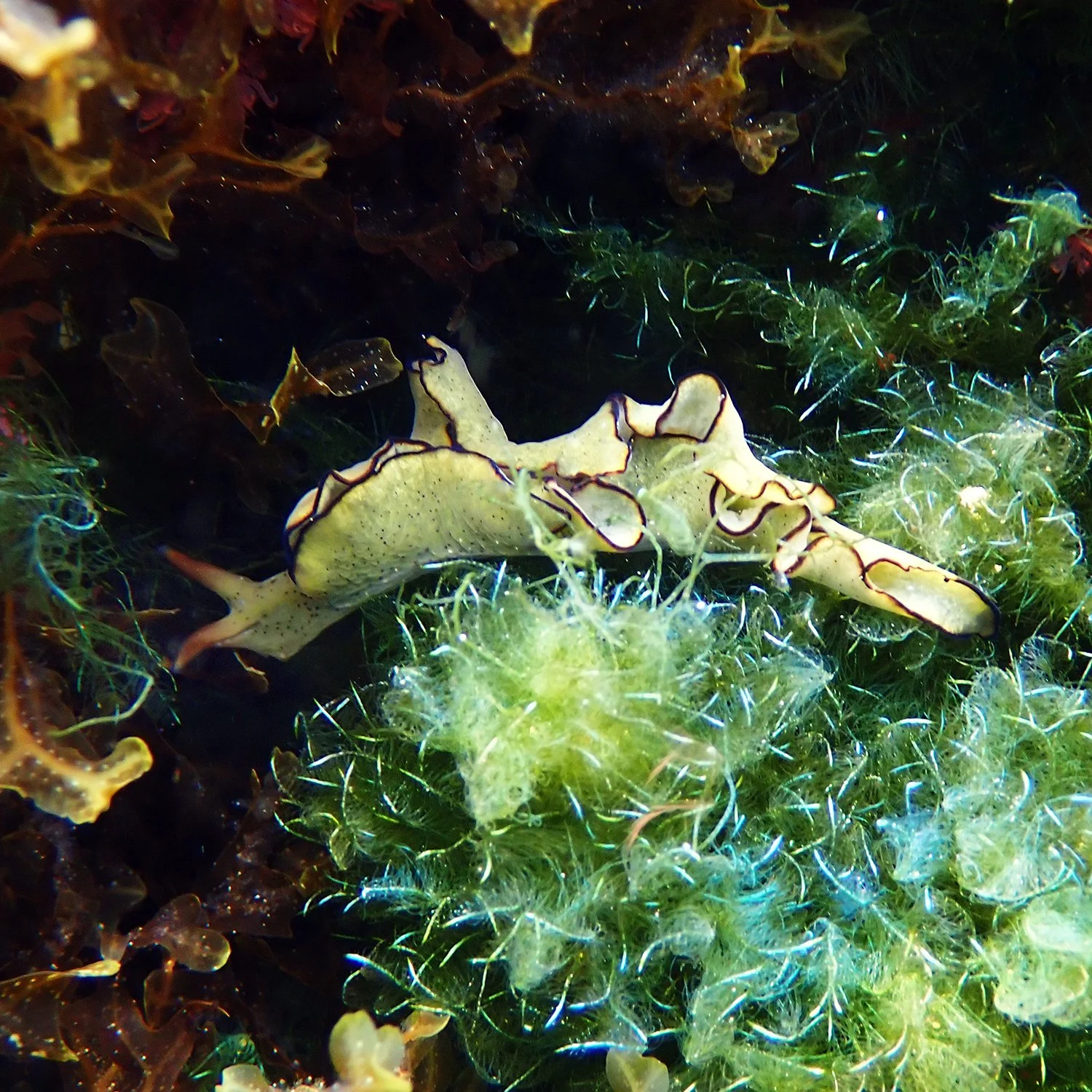 Elysia sp.