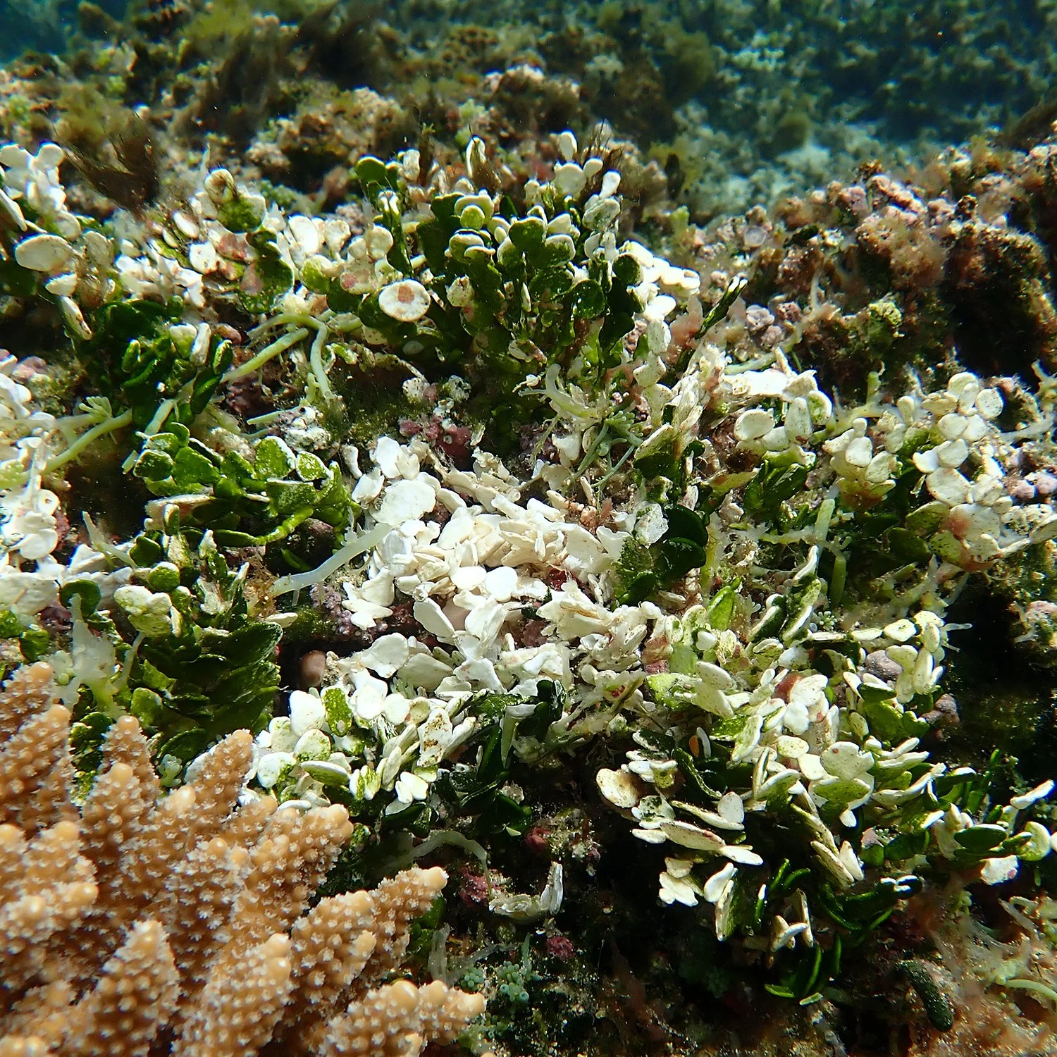 Algae