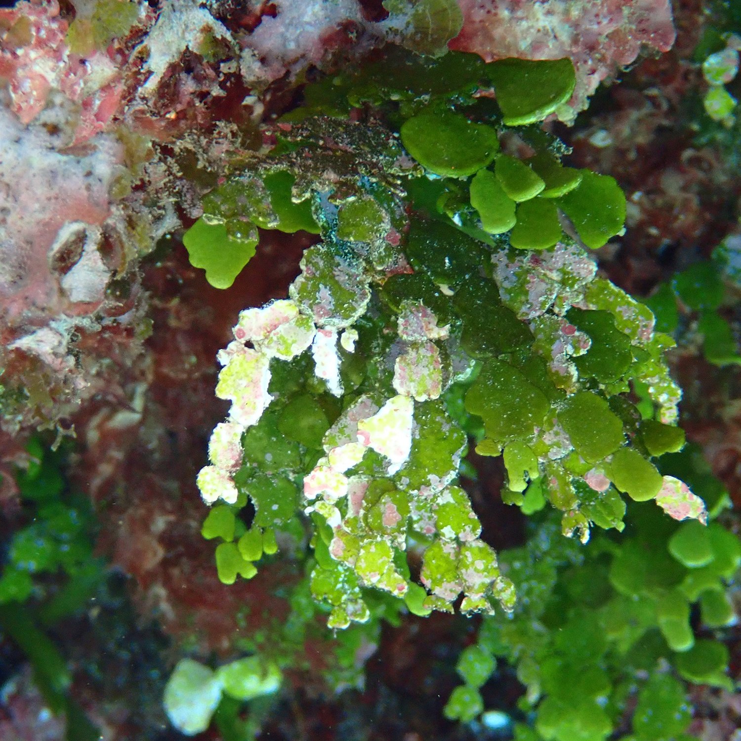Halimeda’s night shift – why this reef algae changes colour — Norfolk ...