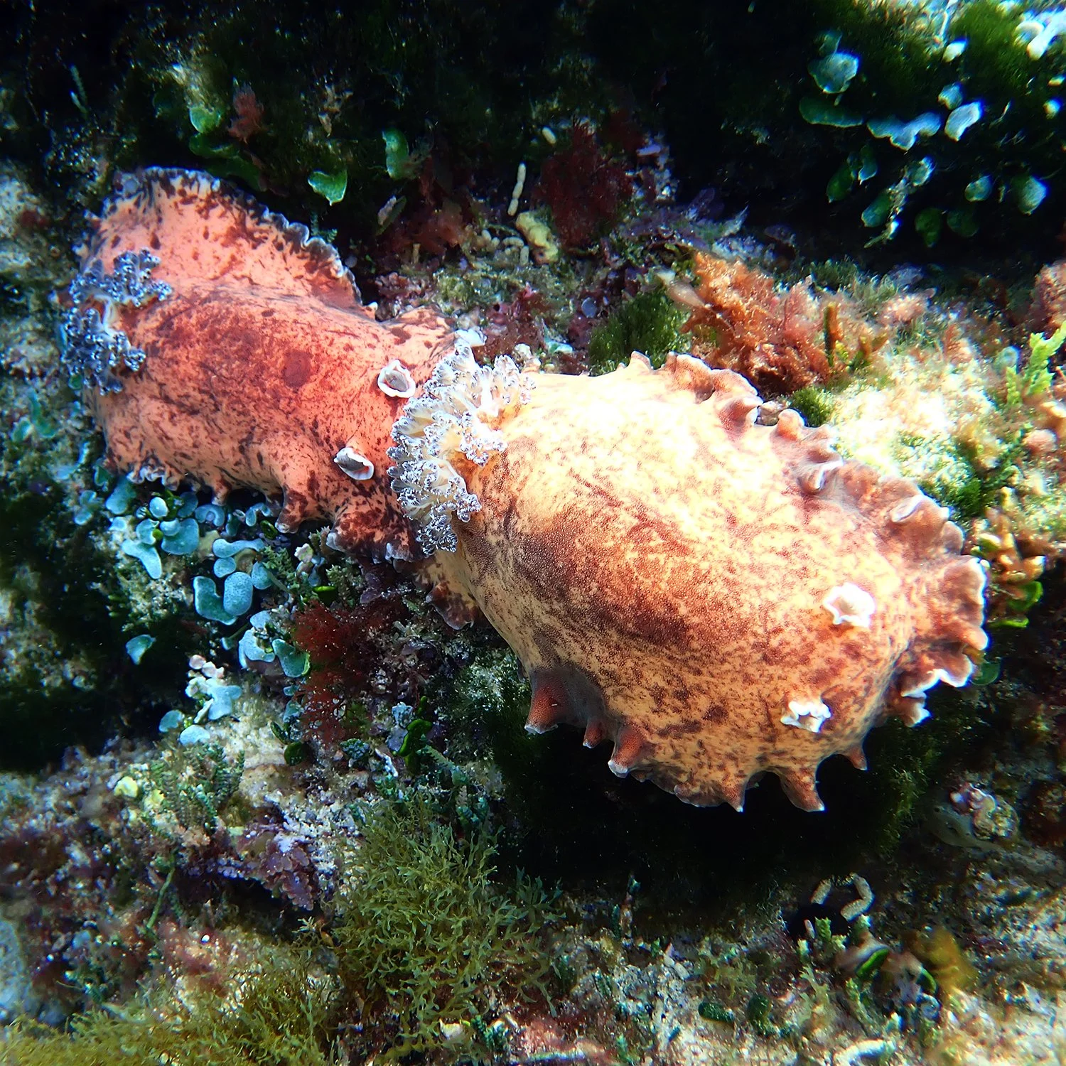 Platydoris cinereobranchiata