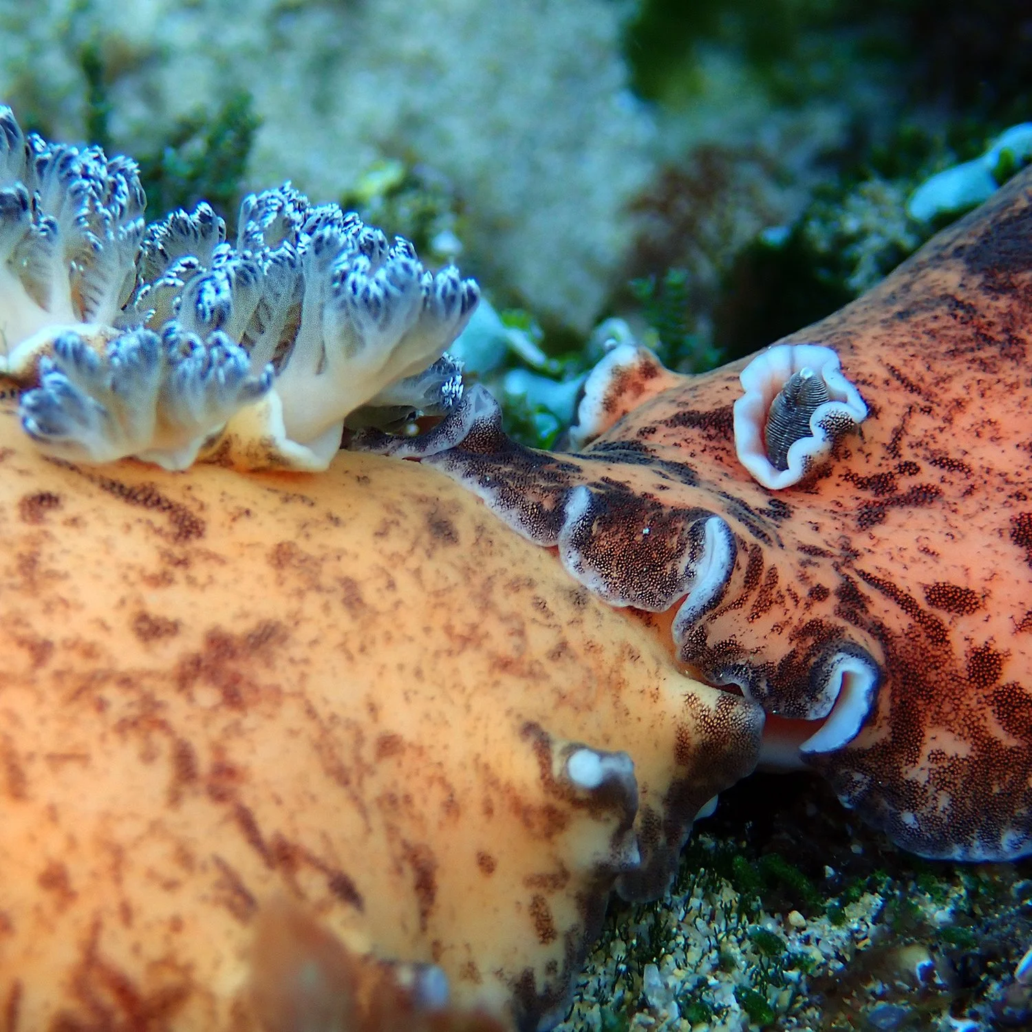 Platydoris cinereobranchiata
