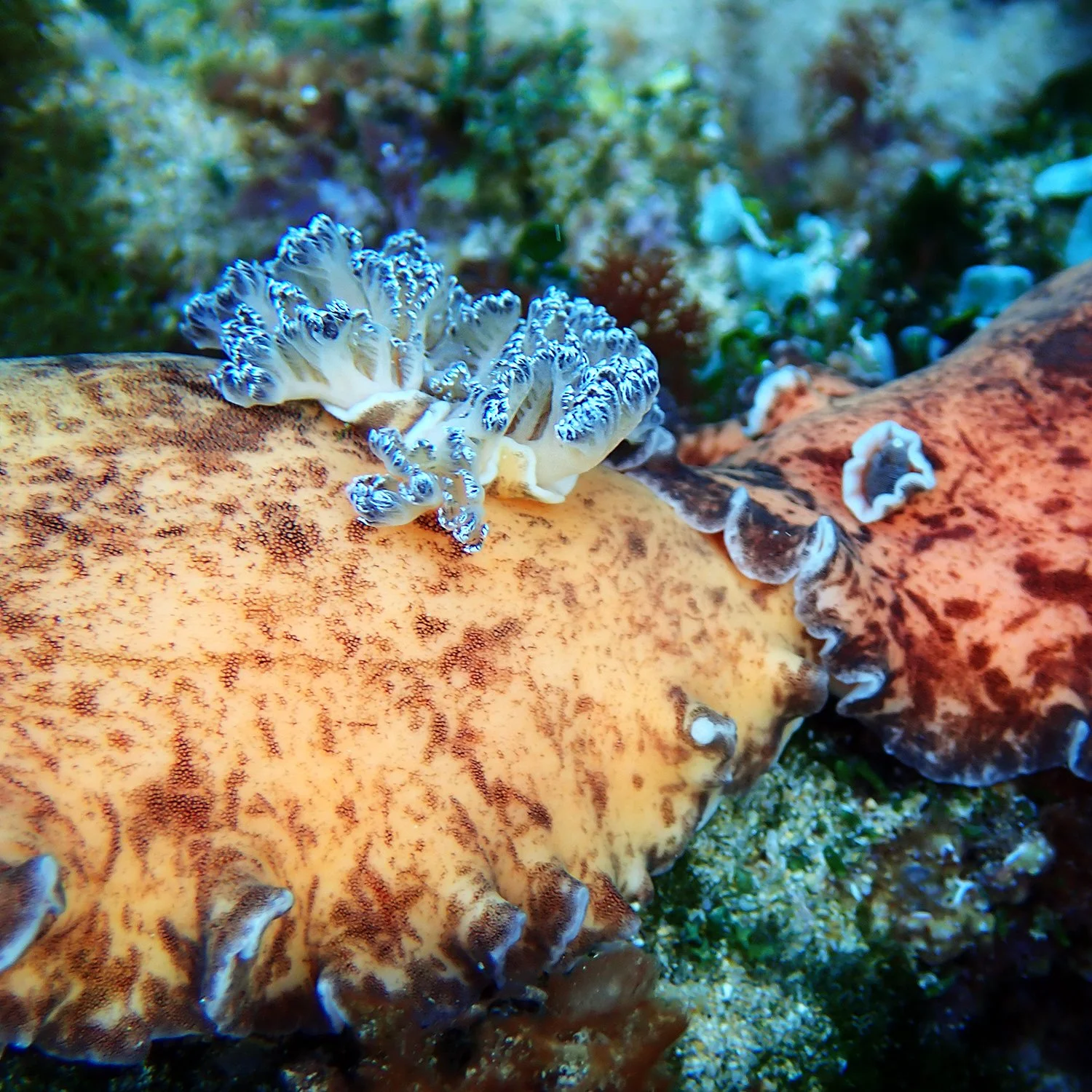 Platydoris cinereobranchiata