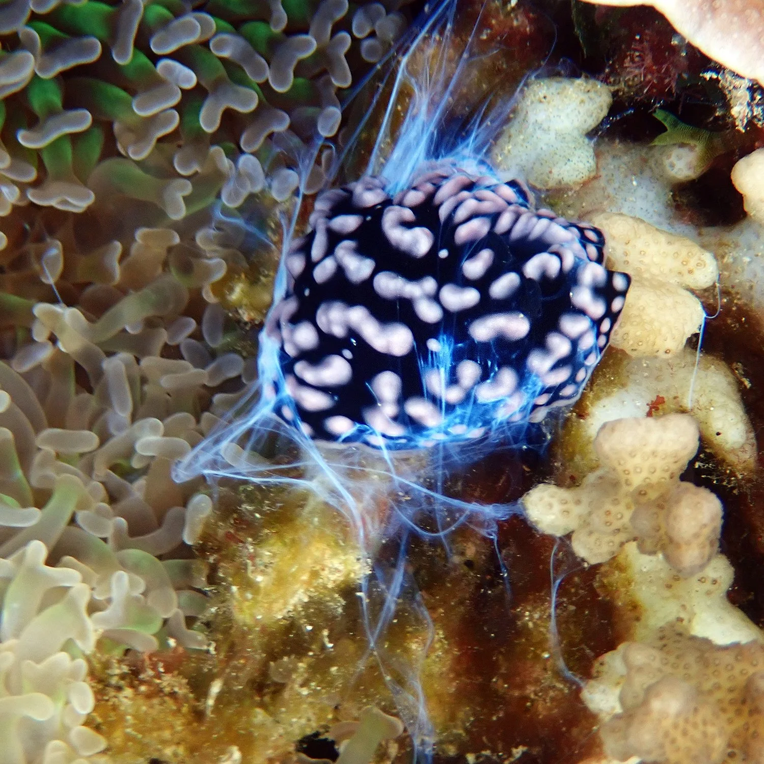 Phylidiella pustulosa - pustulose wart slug