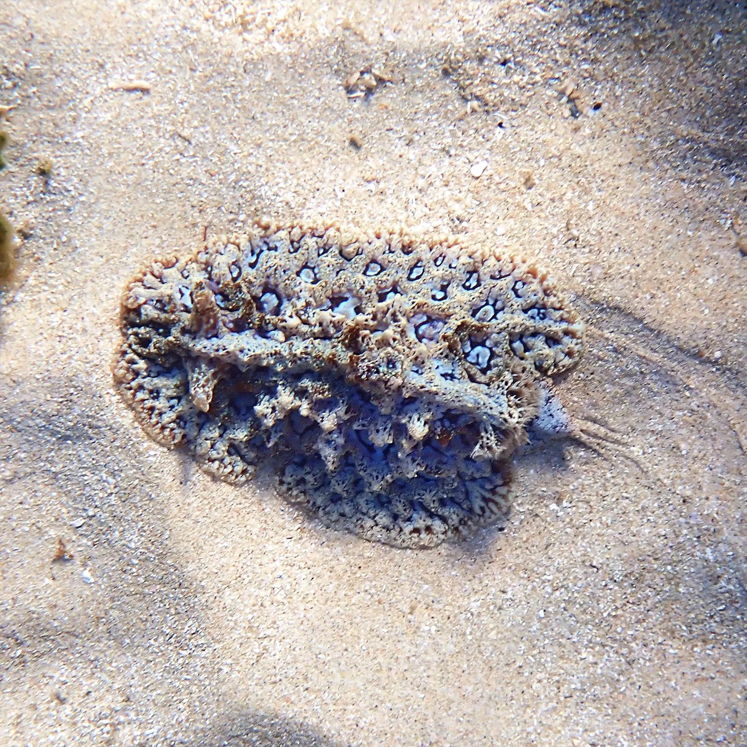 Atagema spongiosa