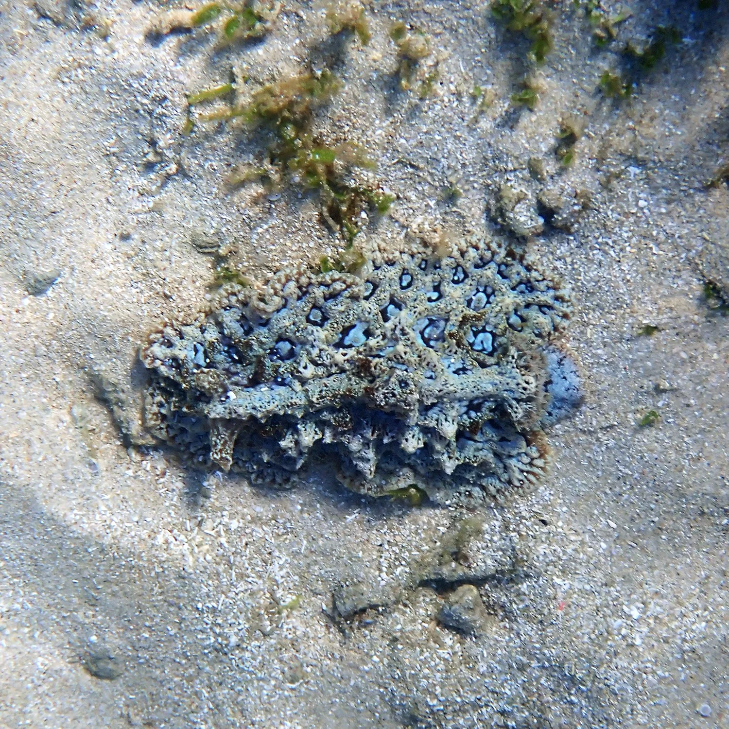 Atagema spongiosa