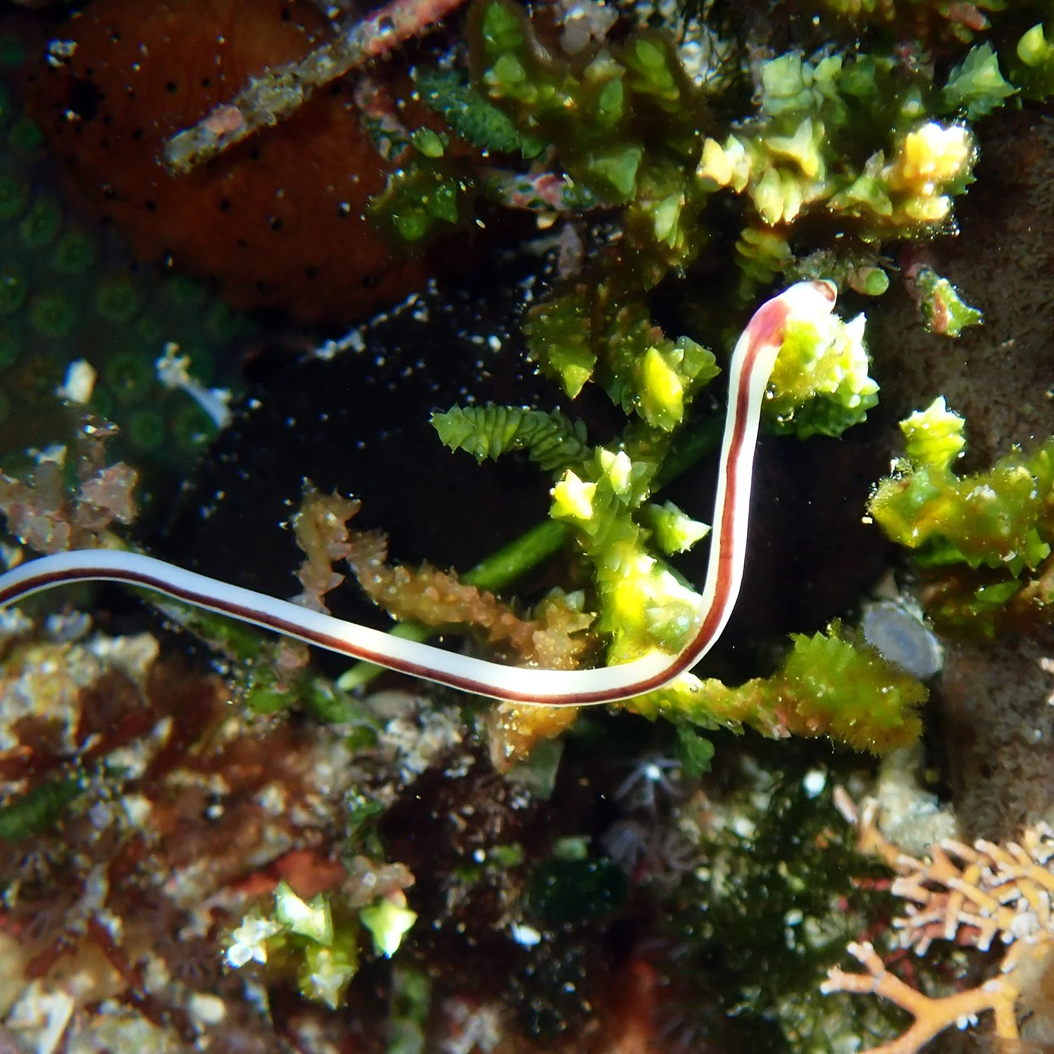 Ribbon worm - Baseodiscus hemprichii