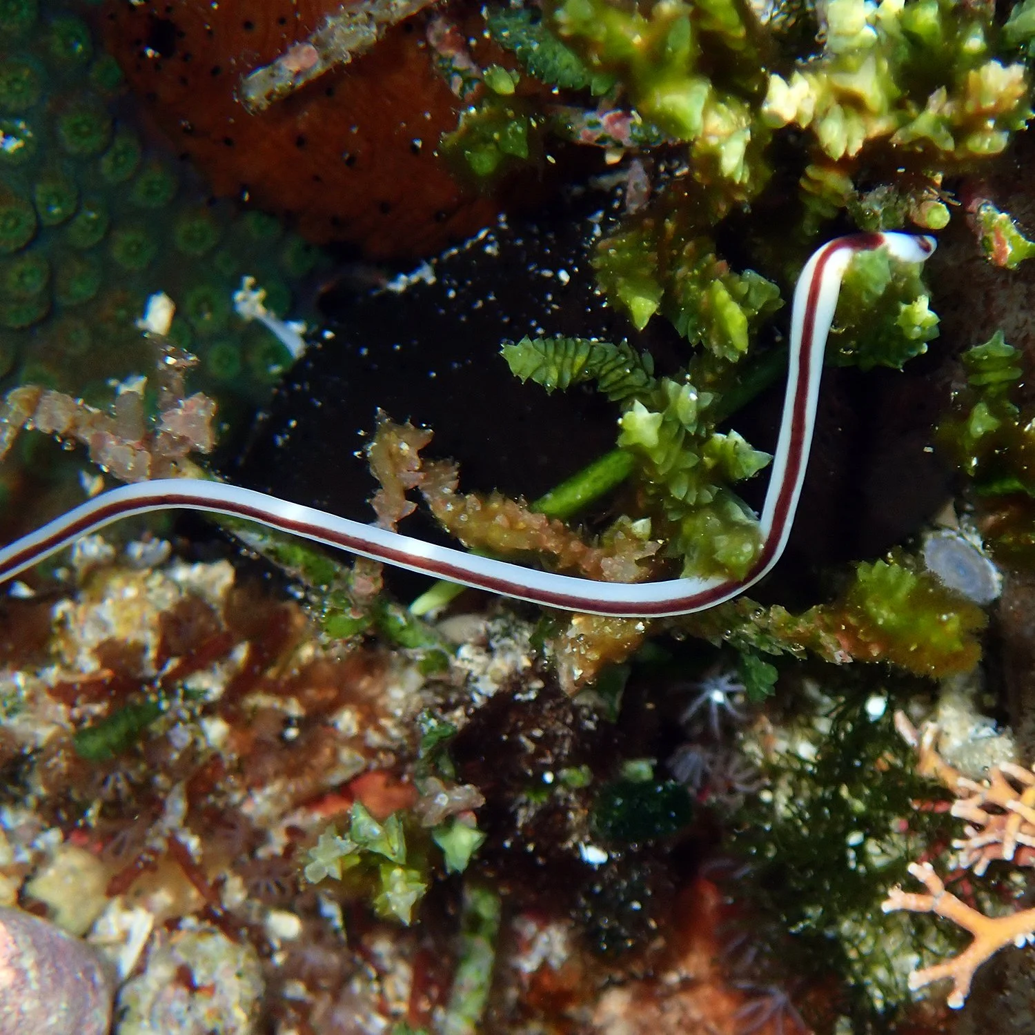 Ribbon worm - Baseodiscus hemprichii