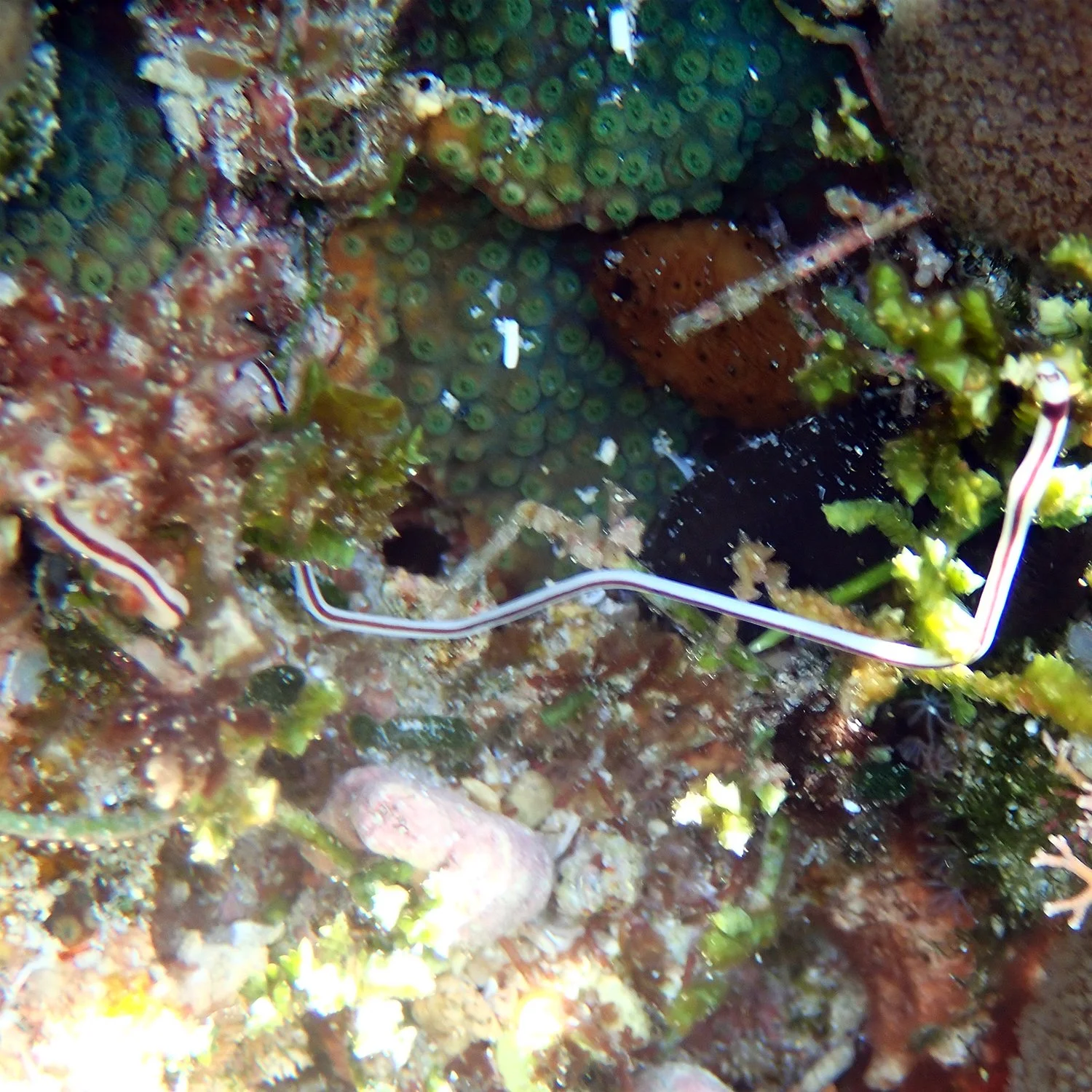 Ribbon worm - Baseodiscus hemprichii