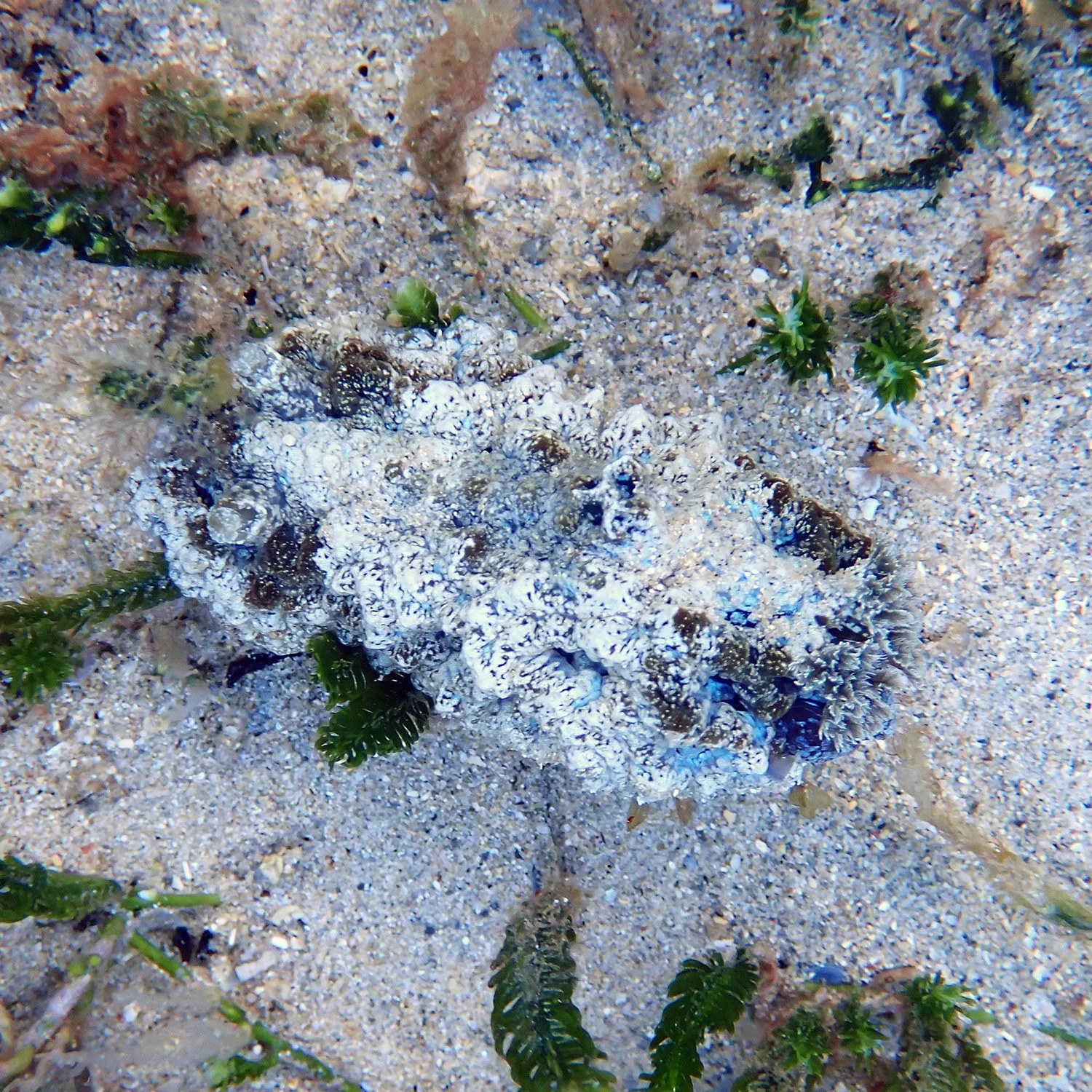Atagema spongiosa