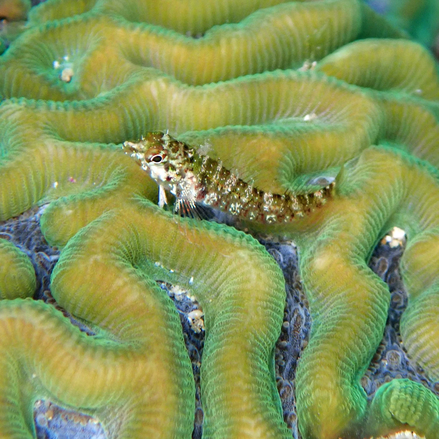 Redcap triplefin - Enneapterygius rufopileus