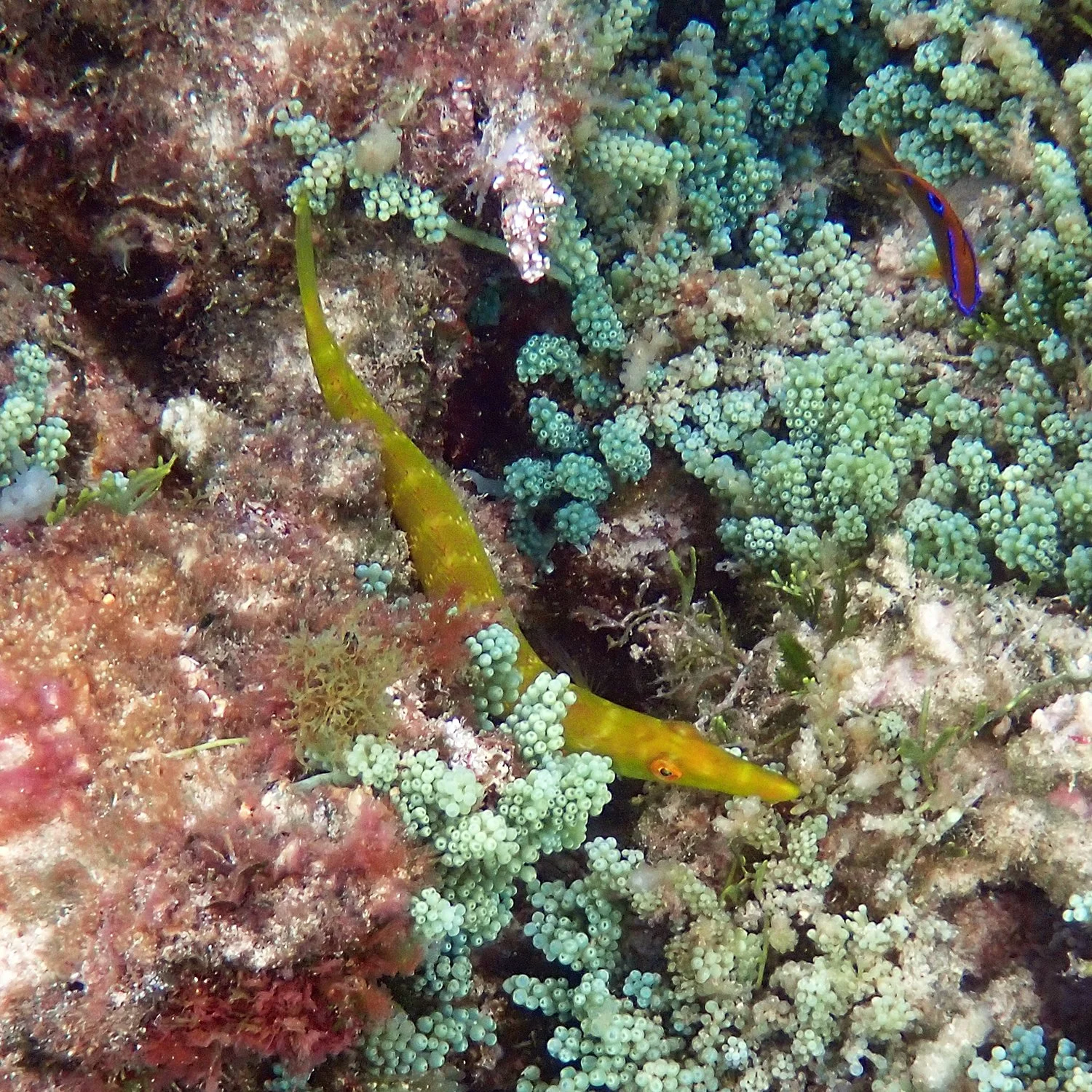 Cigar wrasse - Cheilio inermis