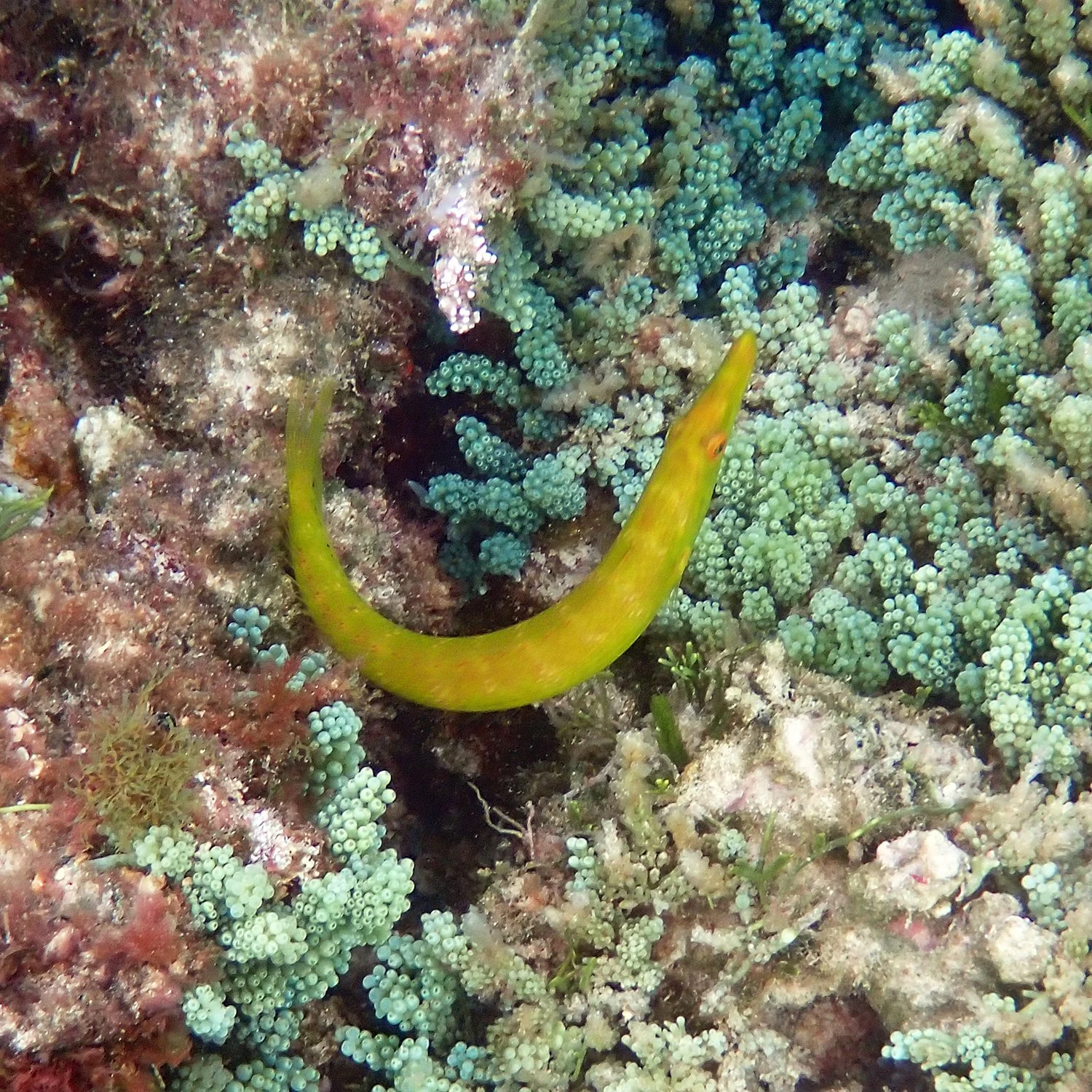 Cigar wrasse - Cheilio inermis