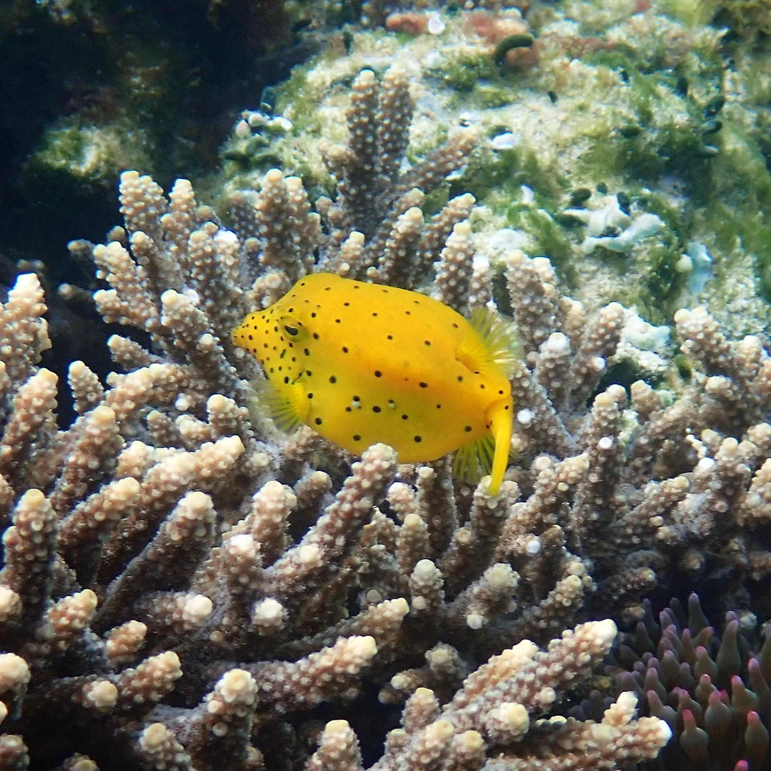 Yellow Boxfish - Ostracion cubicum