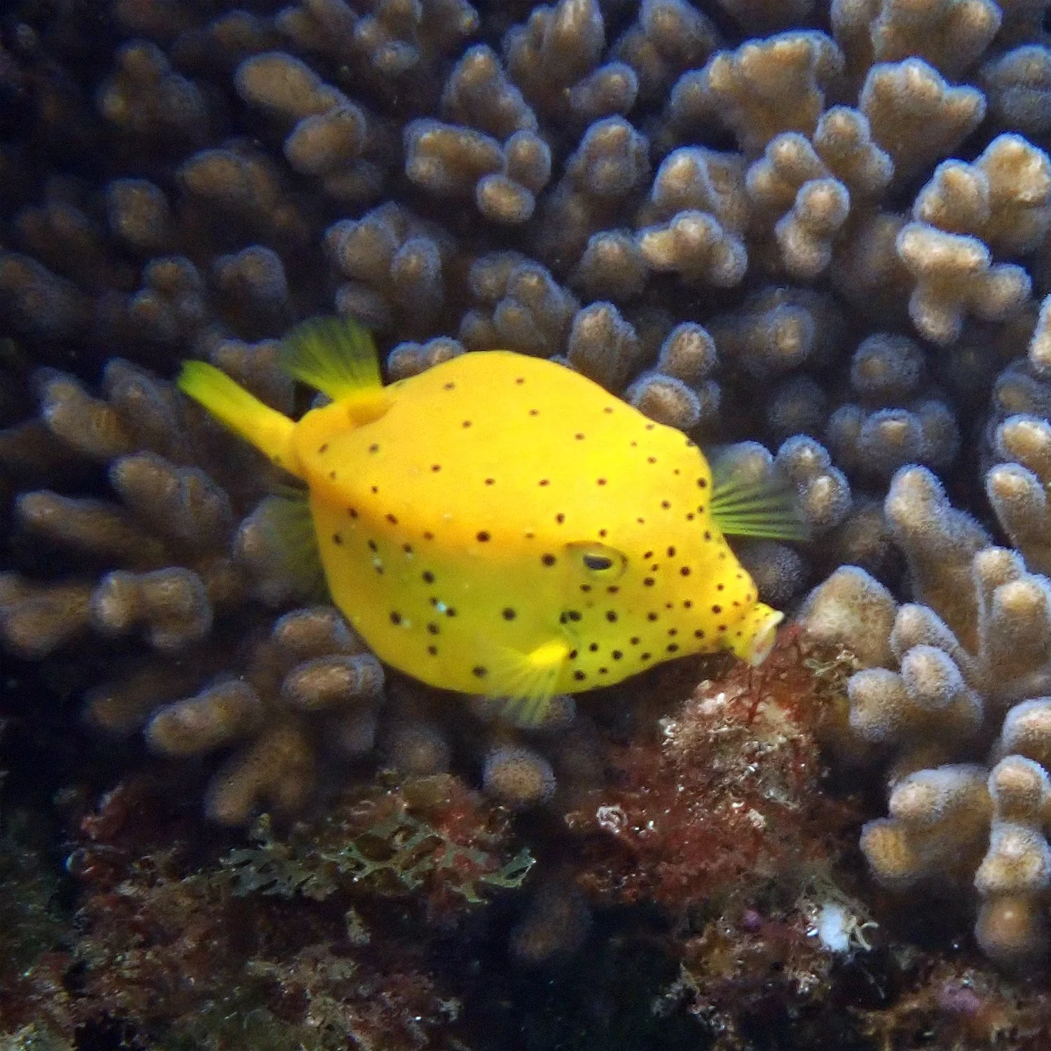 Yellow Boxfish - Ostracion cubicum