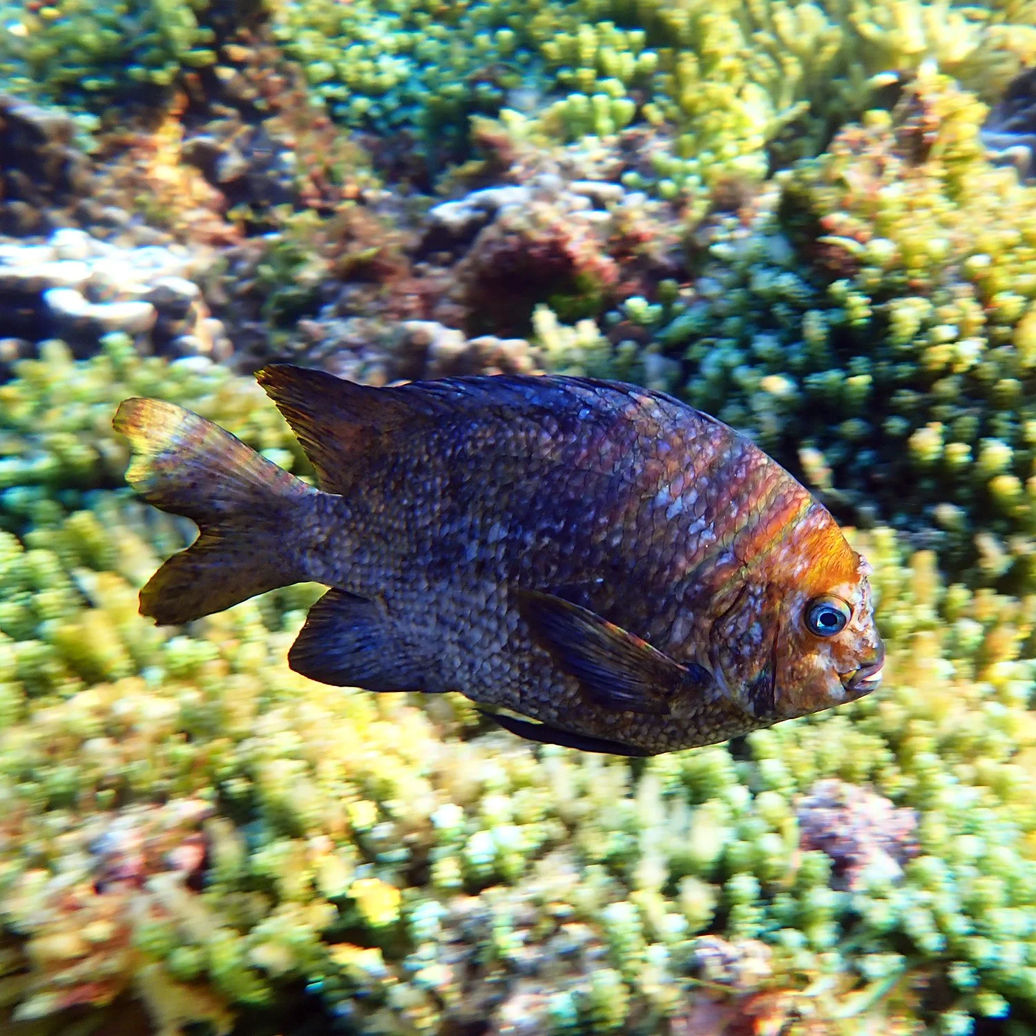 Banded scalyfin - Parma polylepis