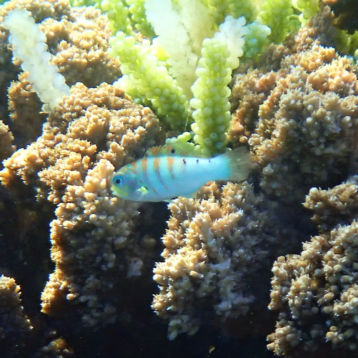 Sixbar wrasse - Thalassoma hardwicke