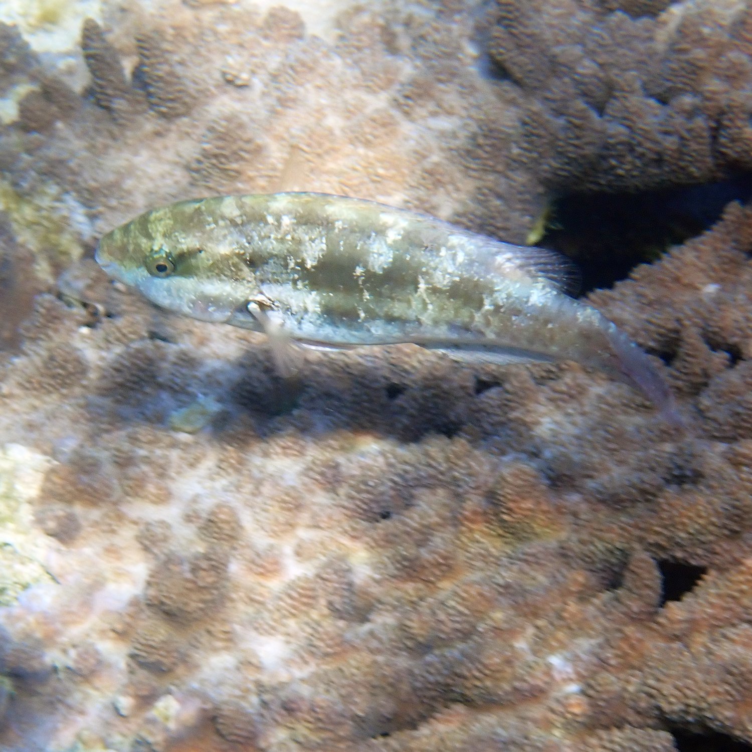 Marbled parrotfish - Leptoscarus vaigiensis