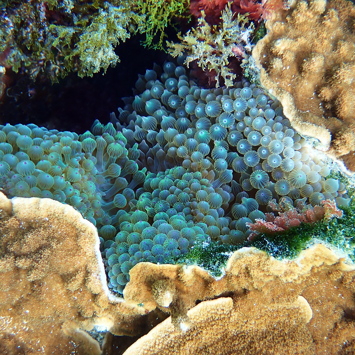 Reef real estate – a bubble-tip’s six-year stand-off