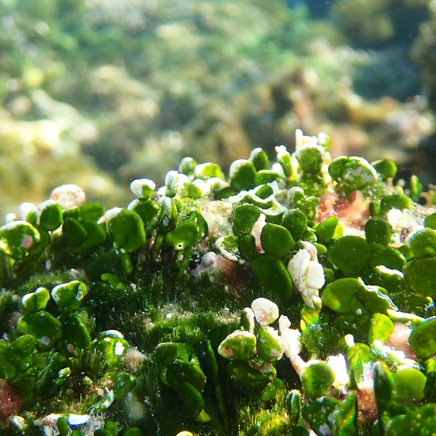 Halimeda’s night shift – why this reef algae changes colour — Norfolk ...