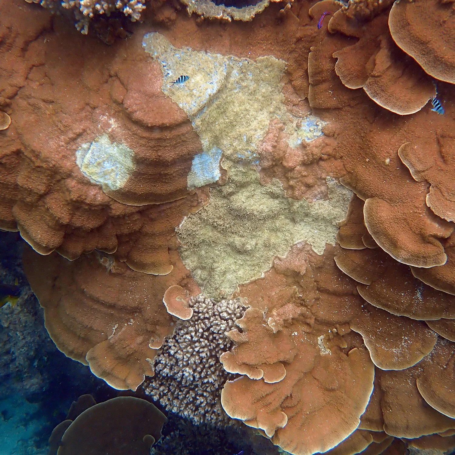 Norfolk’s lagoonal reef – the 2025 report, in plain English — Norfolk ...