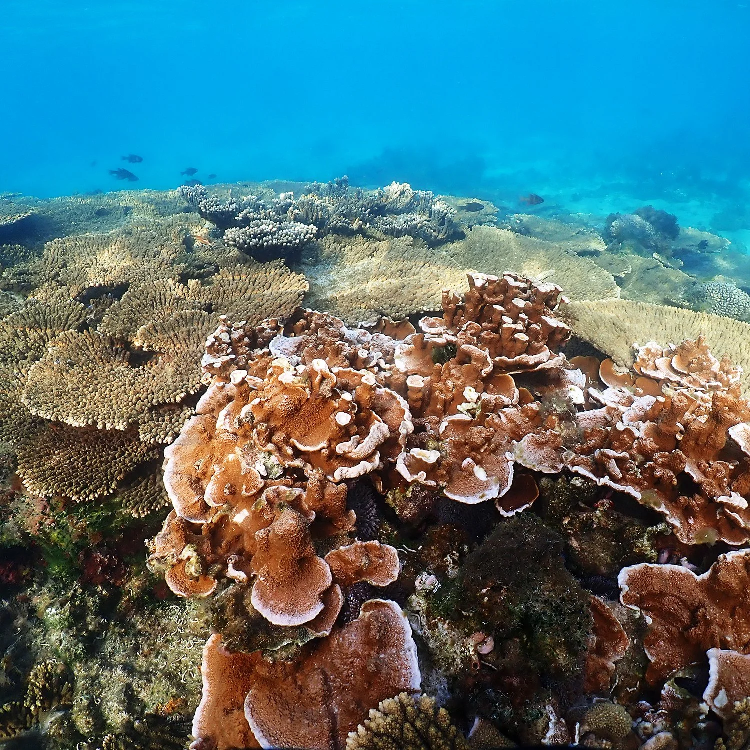Kingston dredging: what happens when a reef does not fit the framework