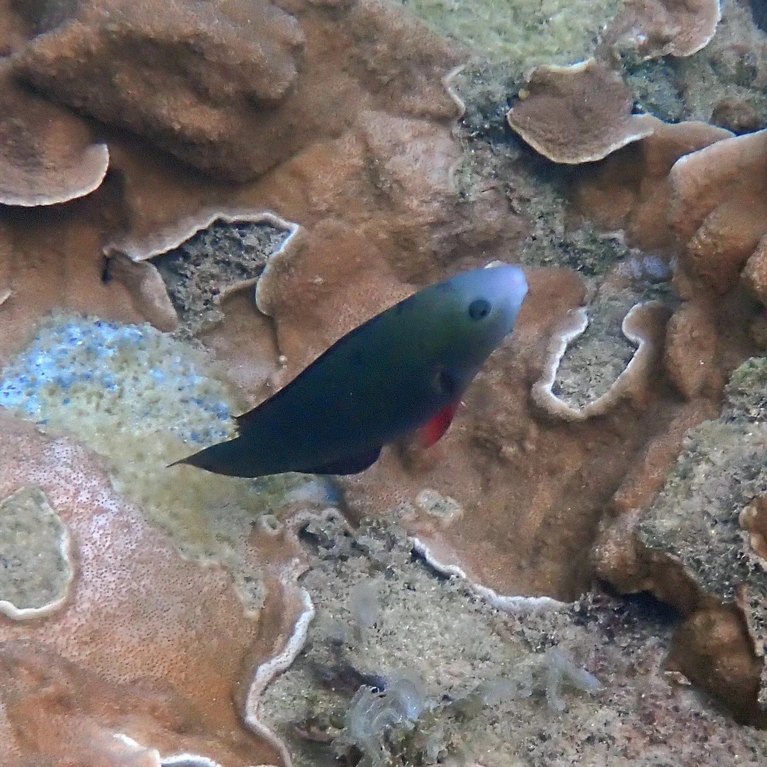 Palenose parrotfish - Scarus psittacus
