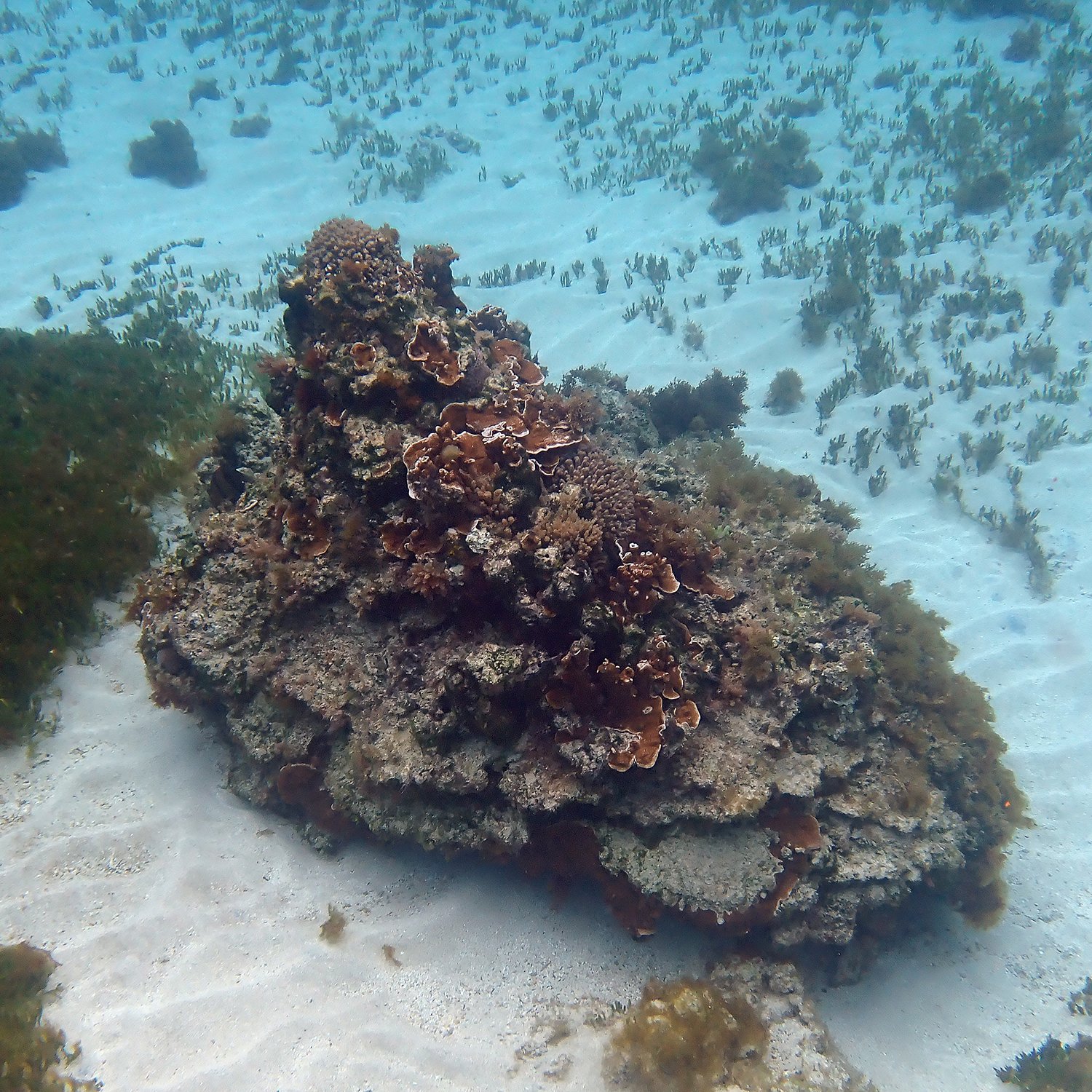 Reef reality in pictures
