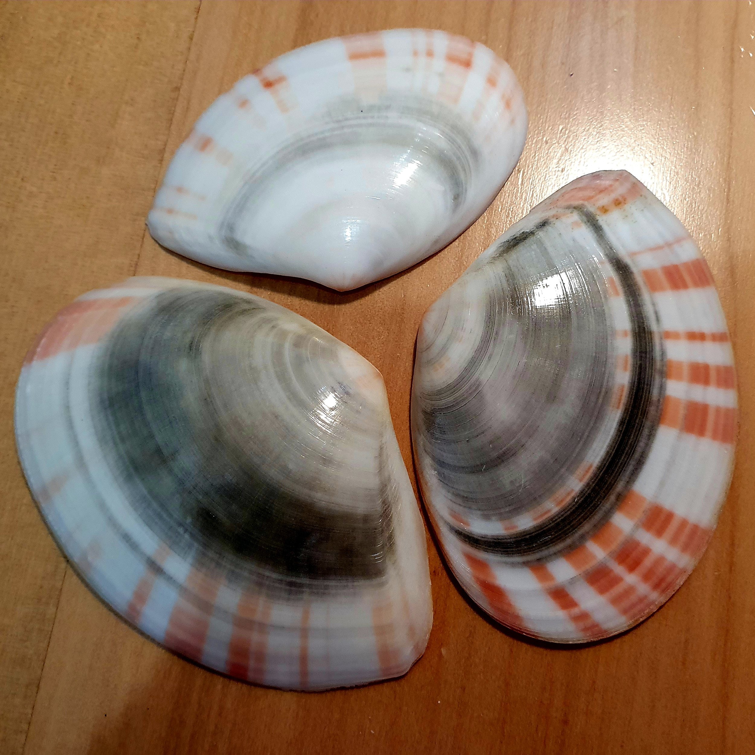 The clam beneath Emily Bay