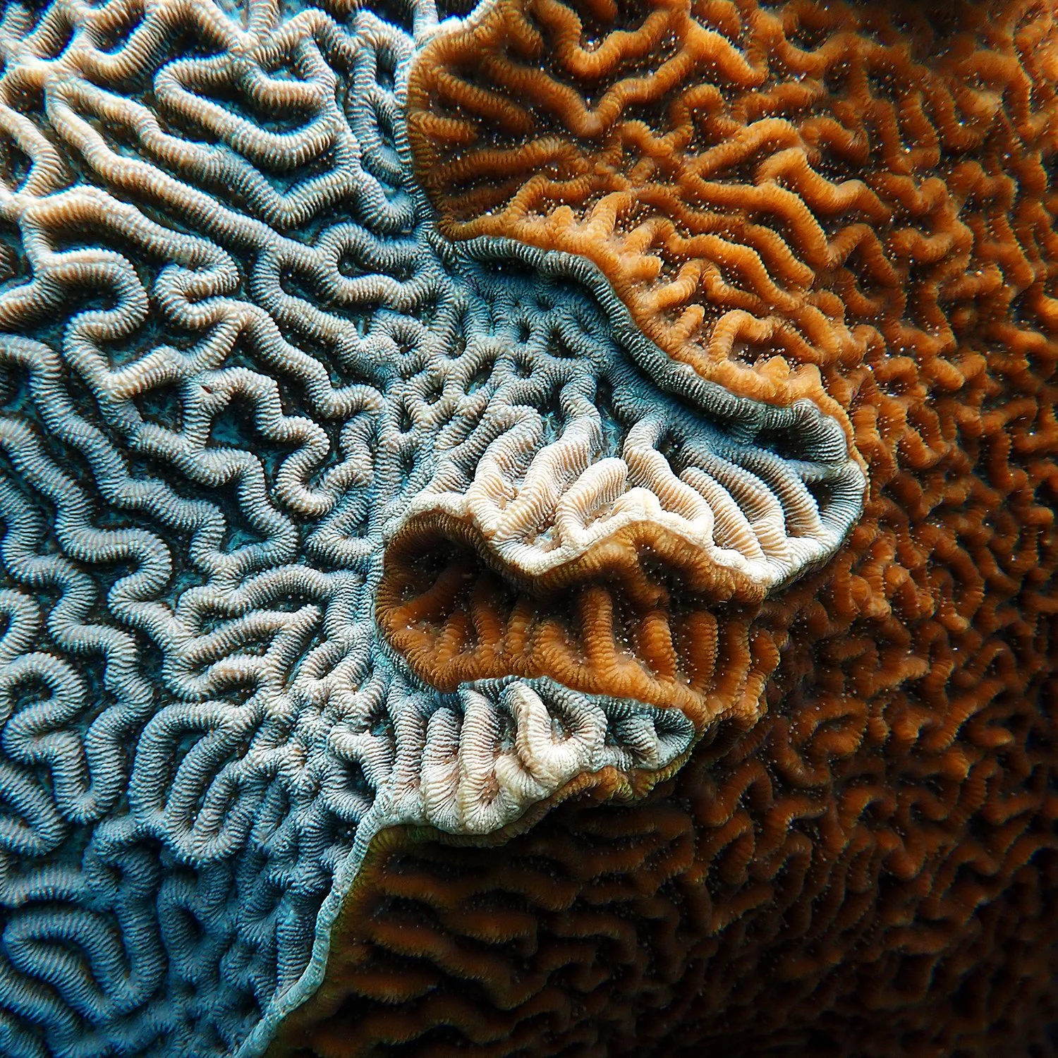 The neighbours – six years of watching the same reef